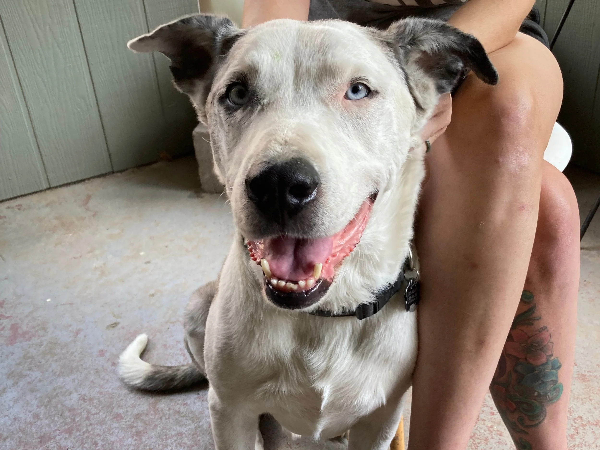 A happy white and gray dog with one blue eye and one brown eye, sitting on a concrete floor, being hugged by a person with a tattoo on their leg.