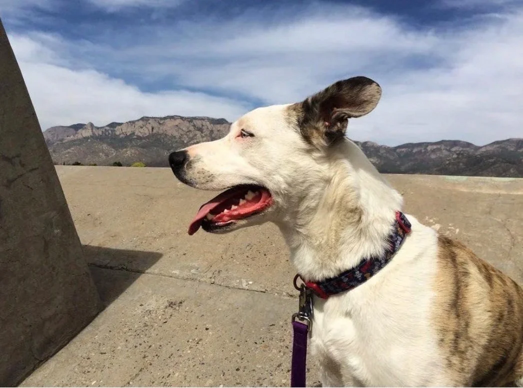 A dog with a white and brown coat, wearing a collar, looking into the distance with a mountain range and blue sky in the background.