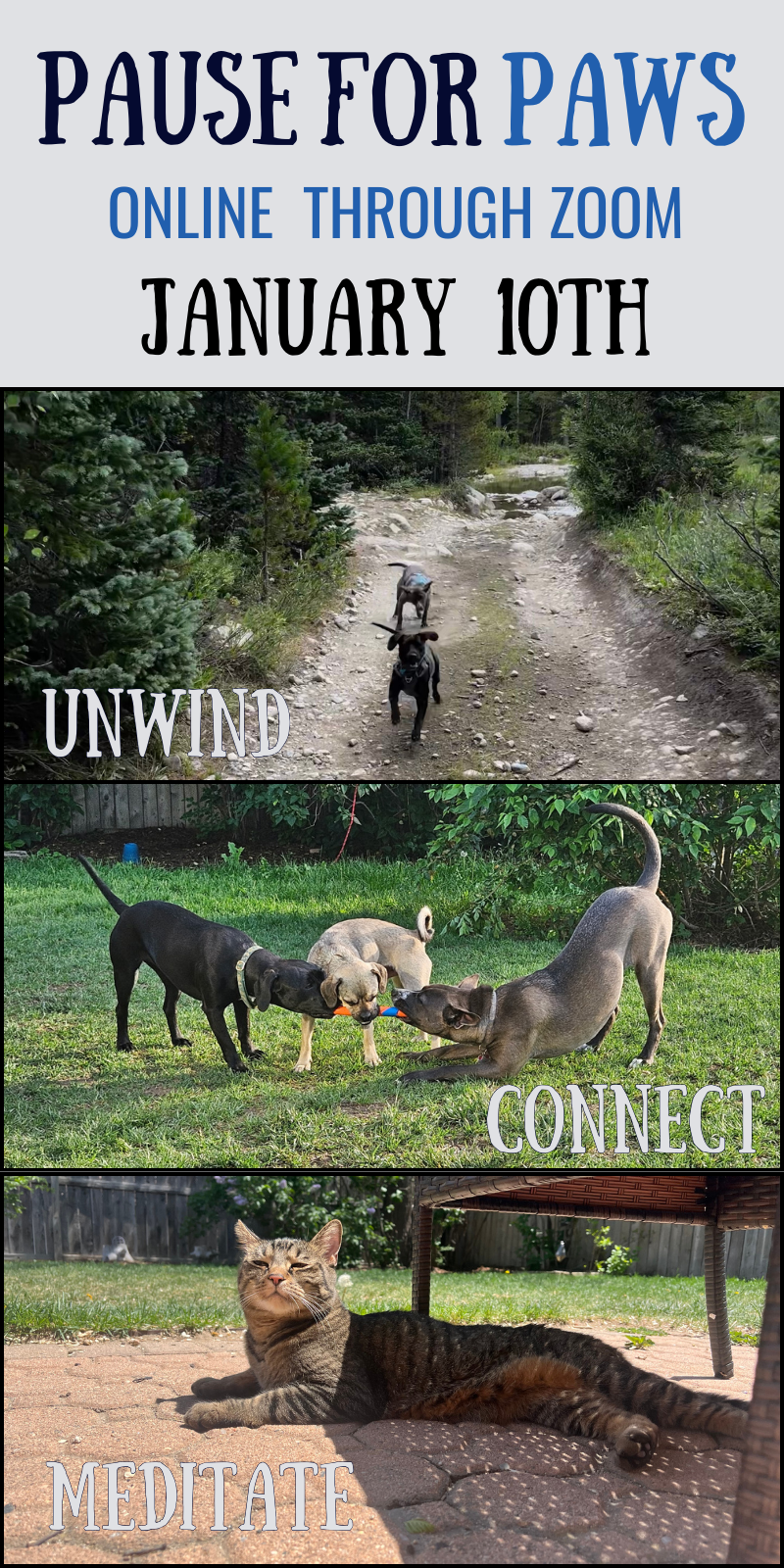 January 10th, 2025 - Pause for PAWS Online Fundraiser