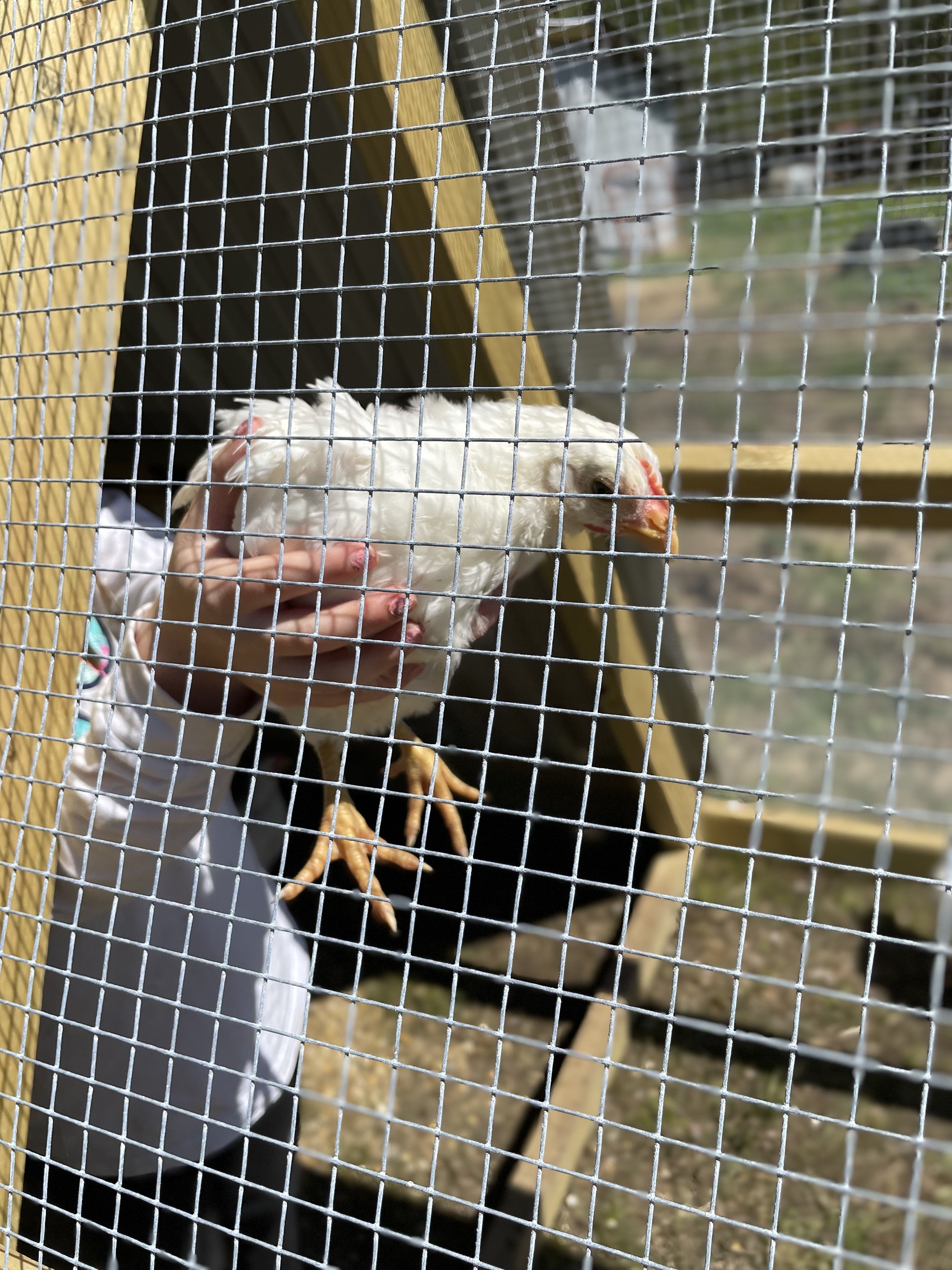 Pasture Raised Chicken