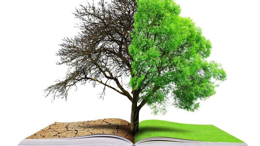 A tree growing from an open book, with part of the tree having dead branches and part with lush green leaves.