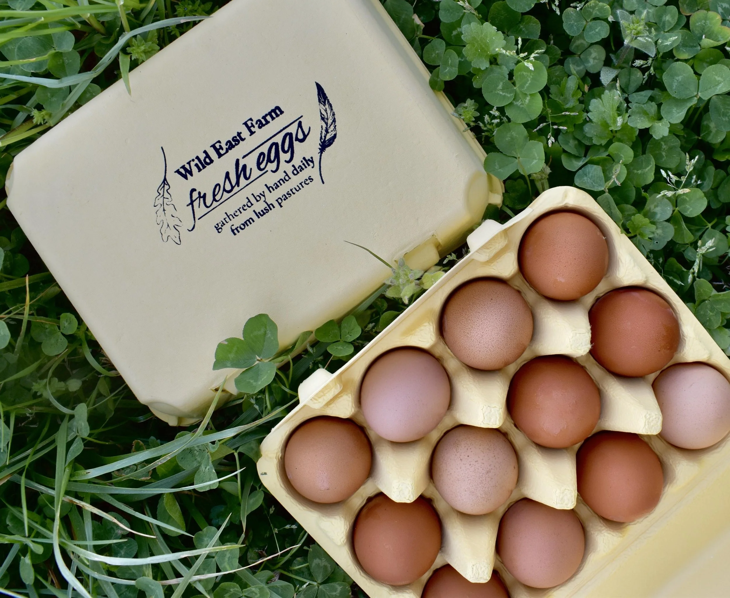 Egg Layer Enterprise Spreadsheet