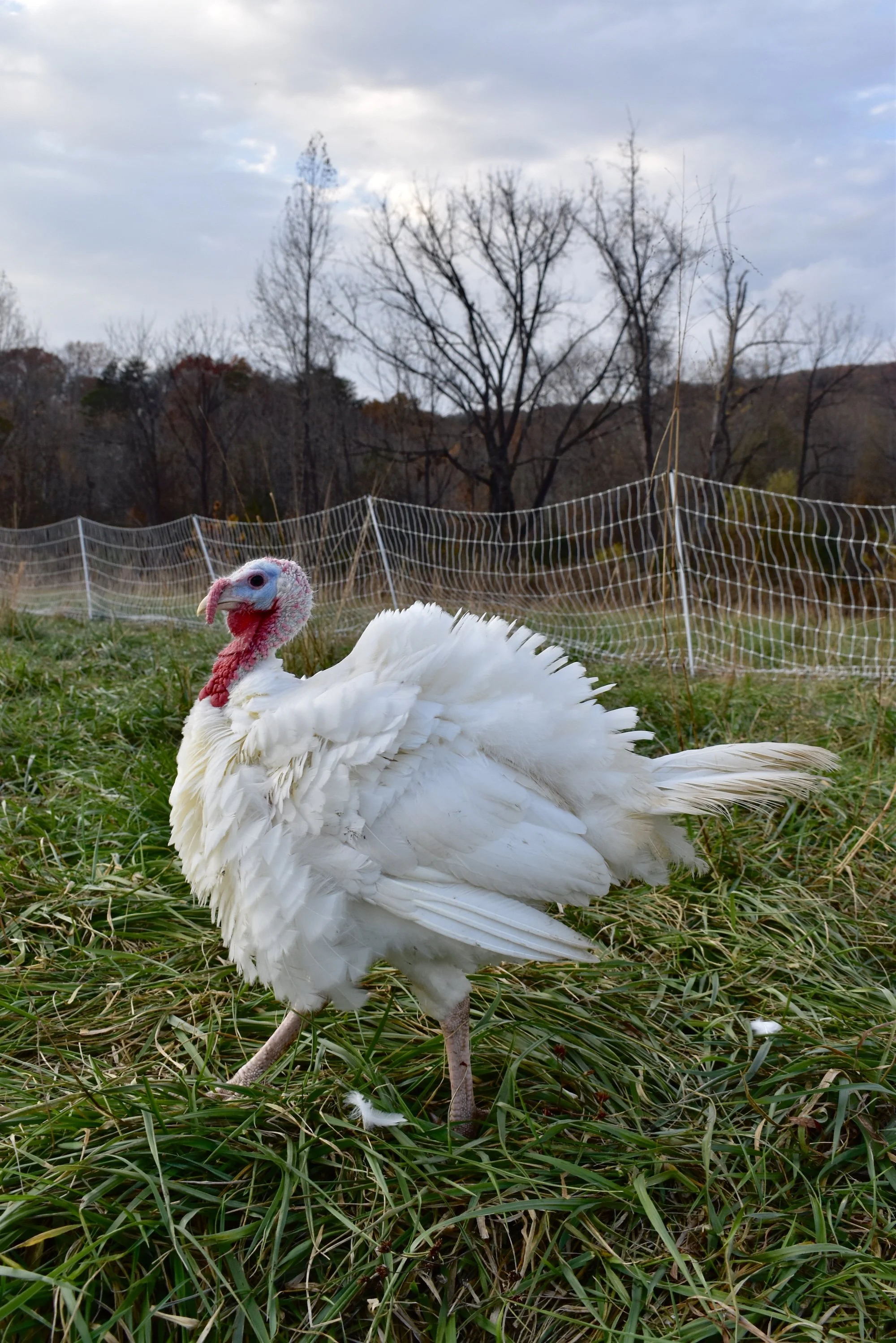 Pastured Turkey Enterprise Spreadsheet