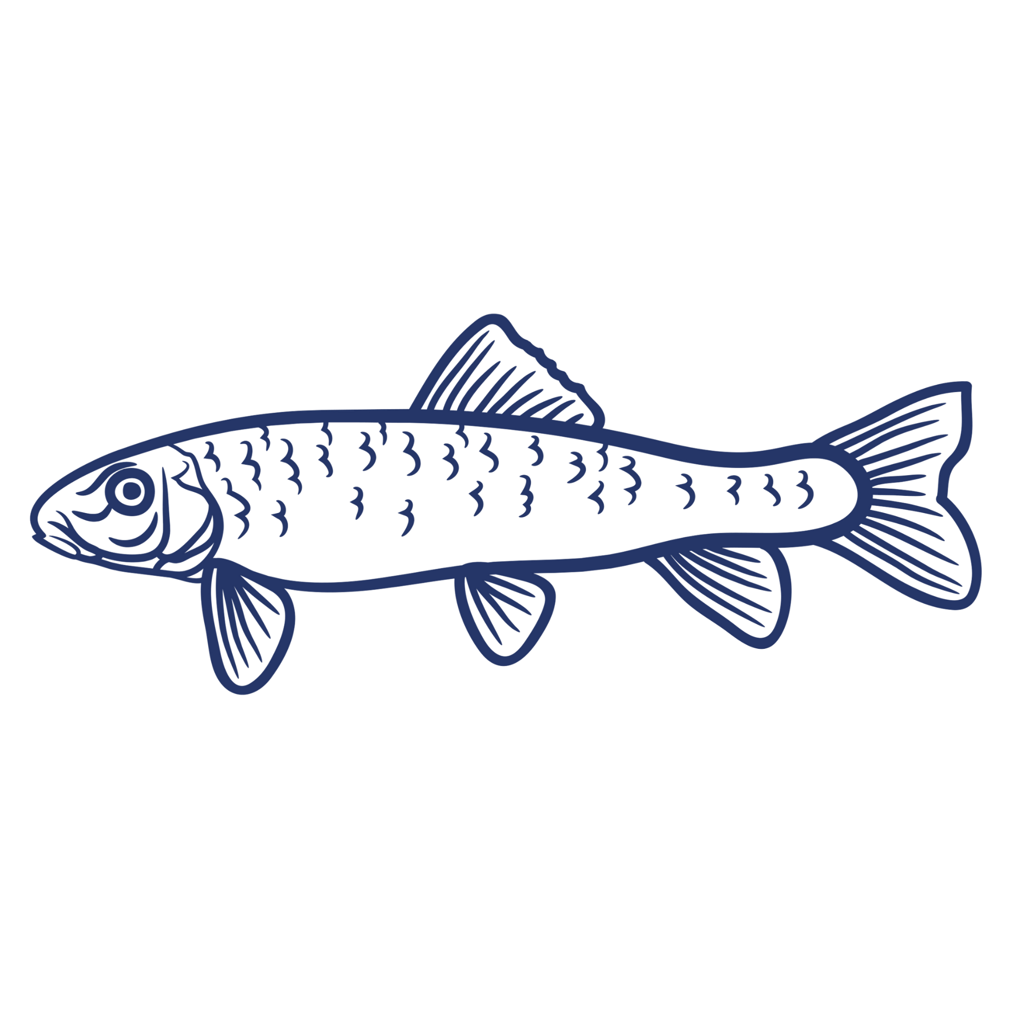 Illustration of a fish with scales and fins
