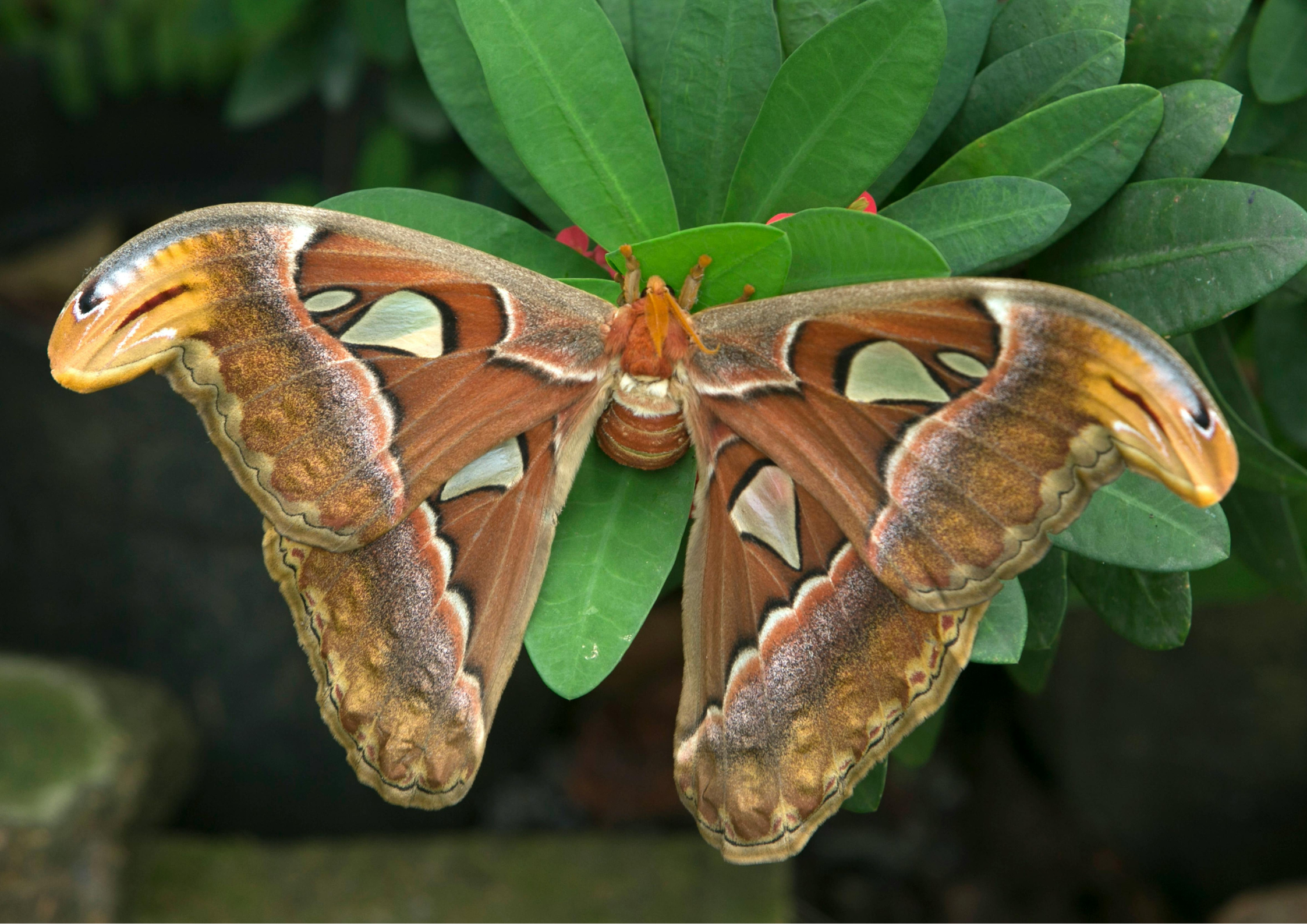 Emperor Gum Moth