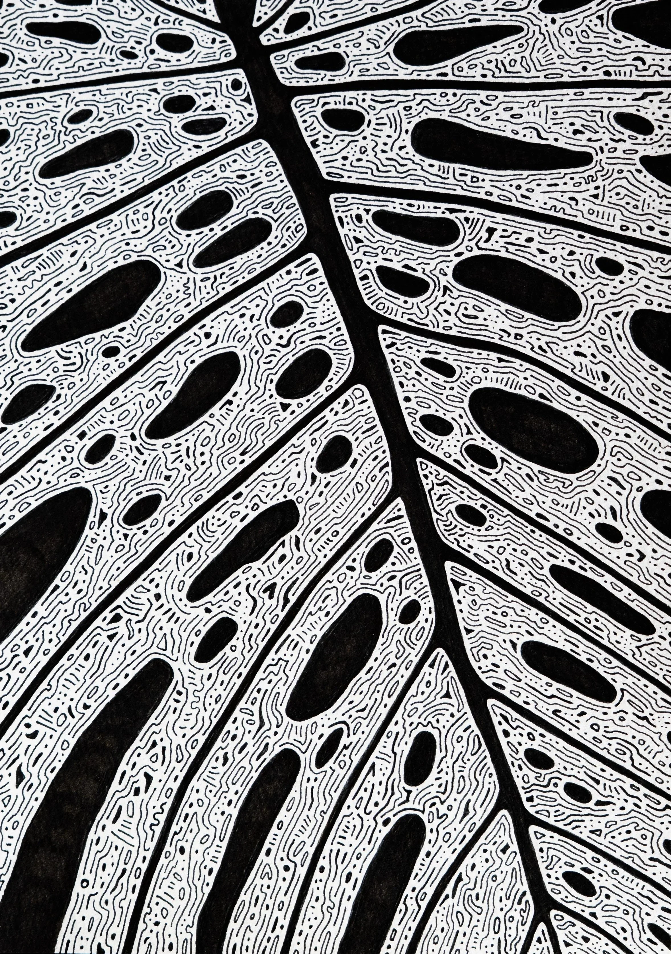 Monstera Leaf - Pen & Ink on Sketch Paper