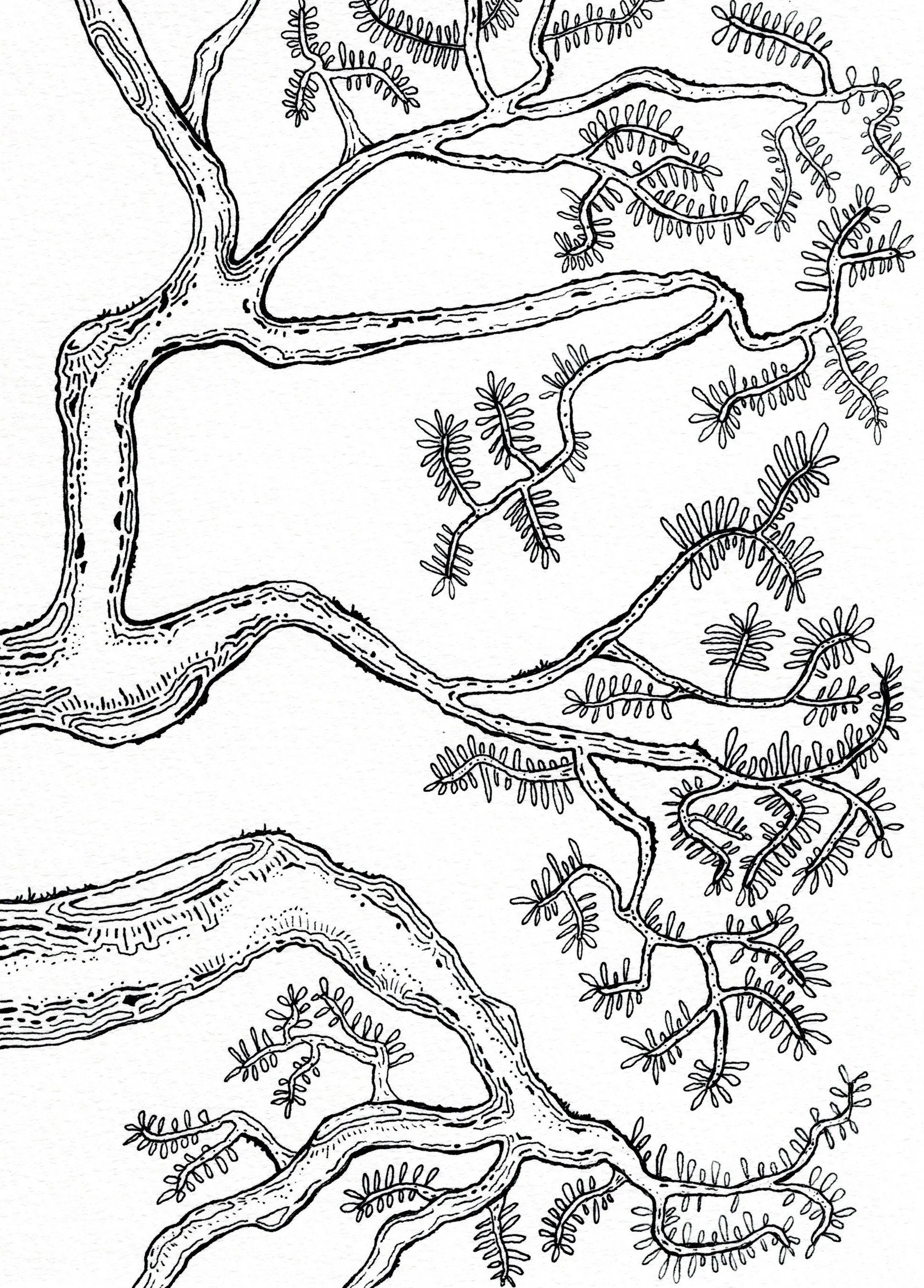 Tree Branches 02 - Pen & Ink on Sketch Paper