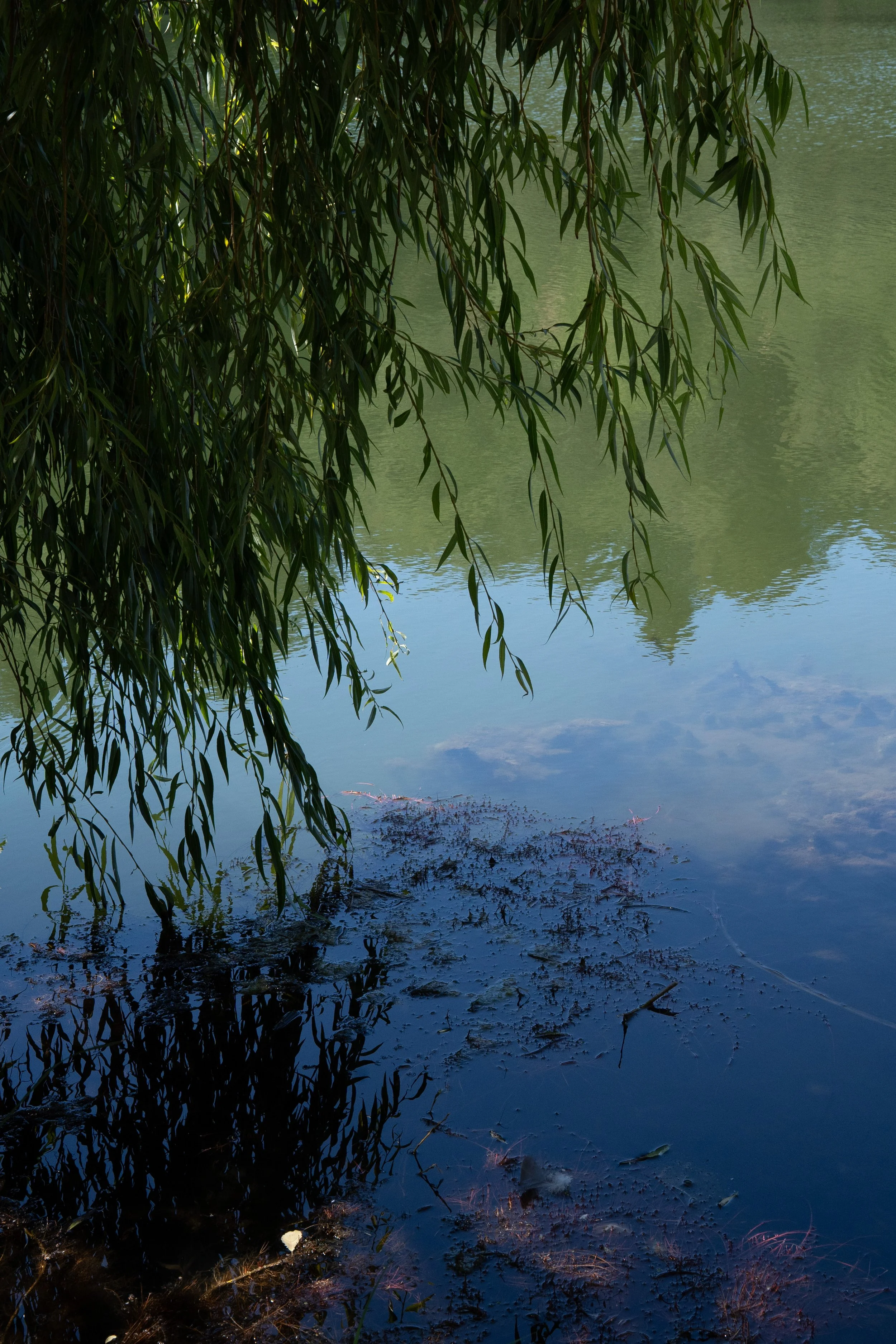 DSC09771-2.jpg