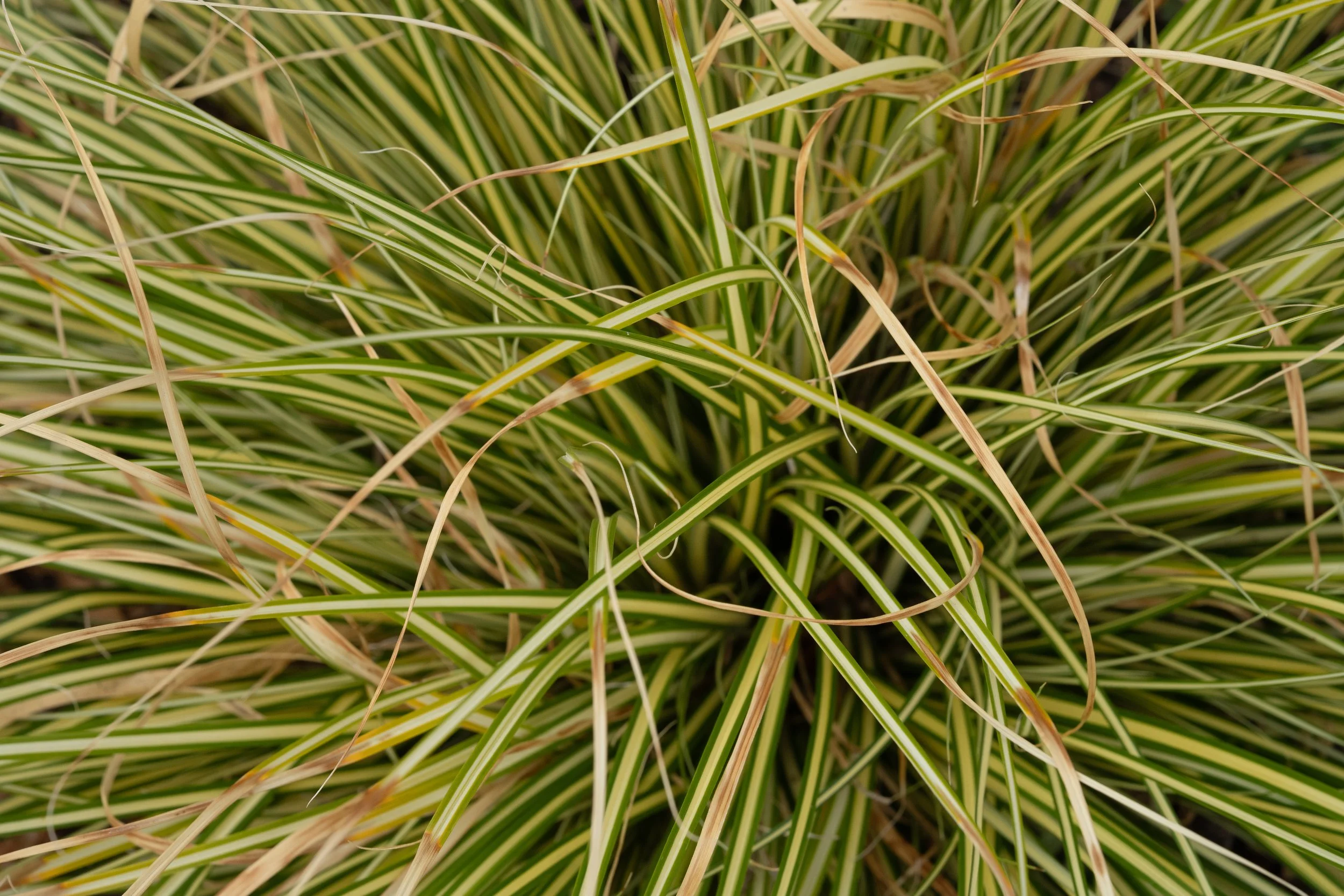 DSC09962.jpg