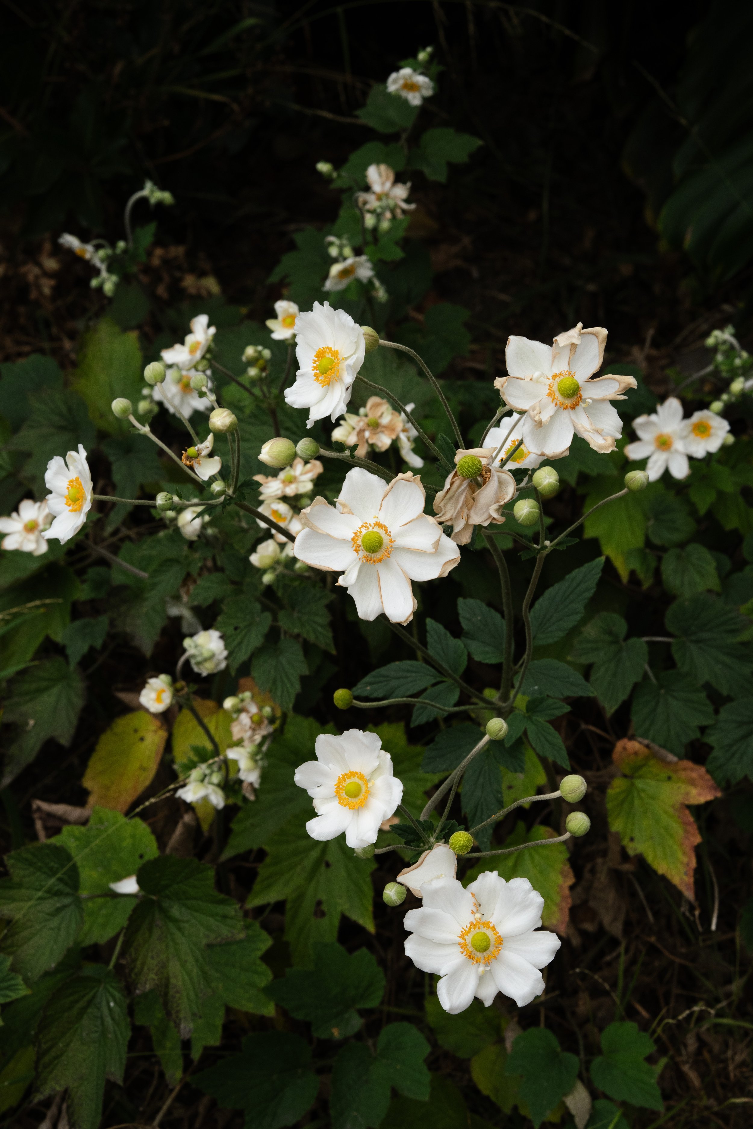 DSC09995.jpg