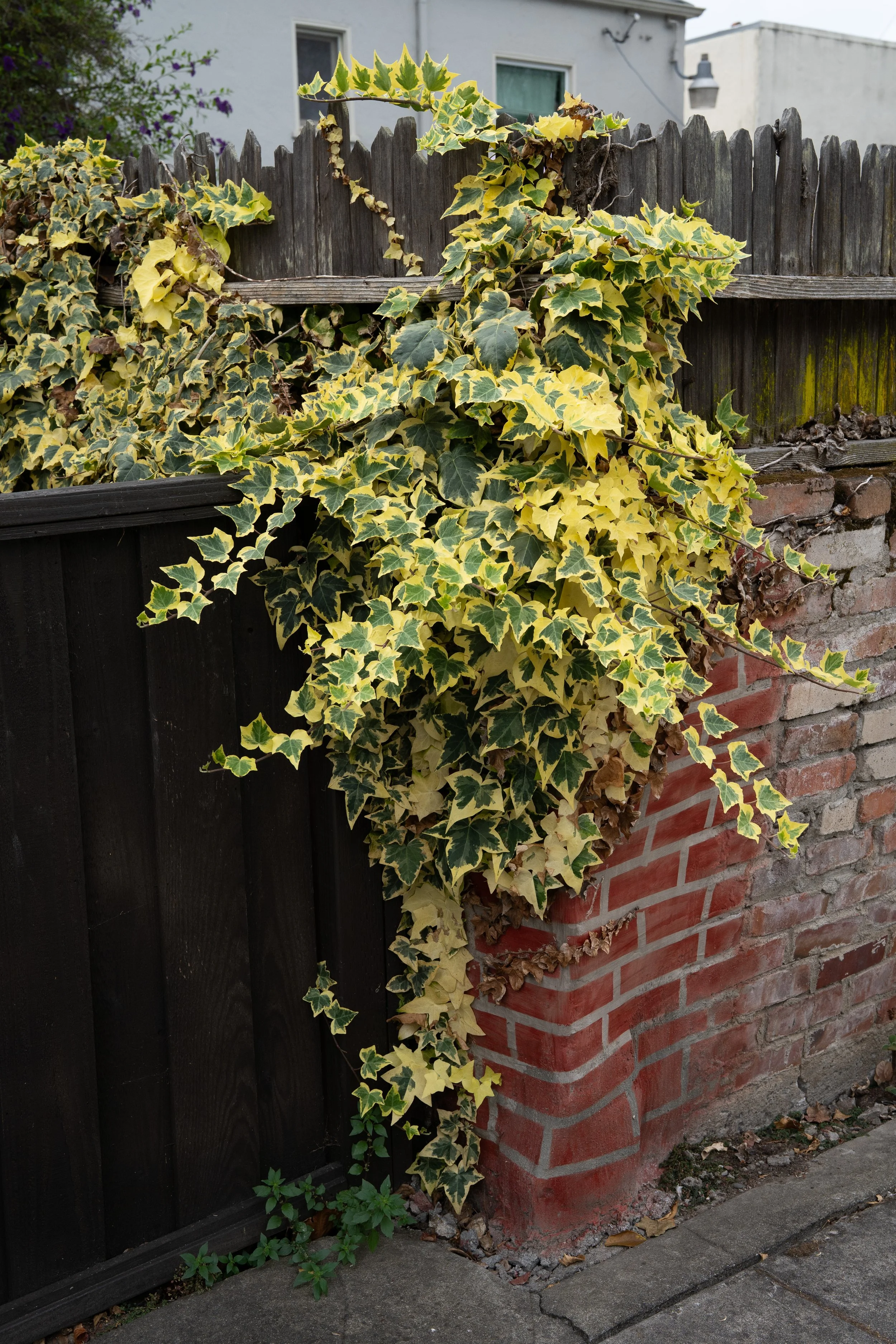 DSC09889.jpg