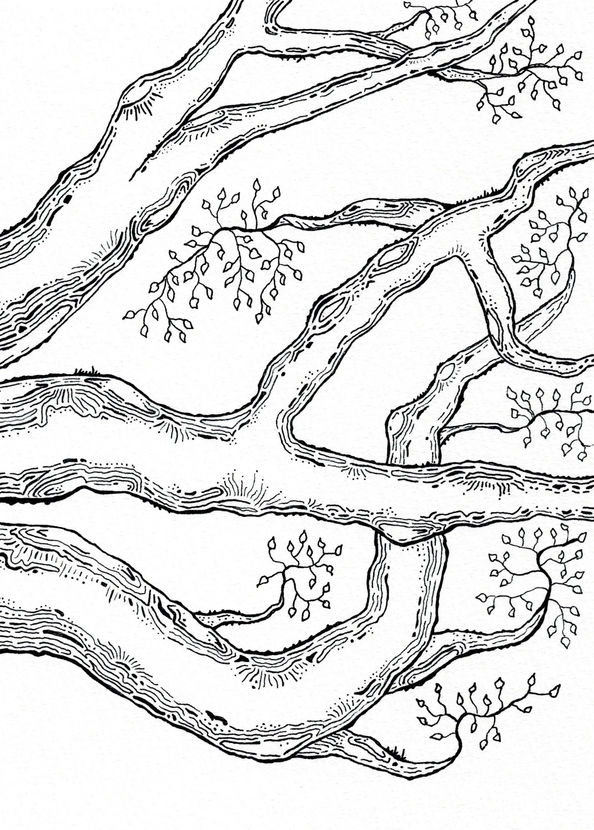 Tree Branches 01 - Pen & Ink on Sketch Paper