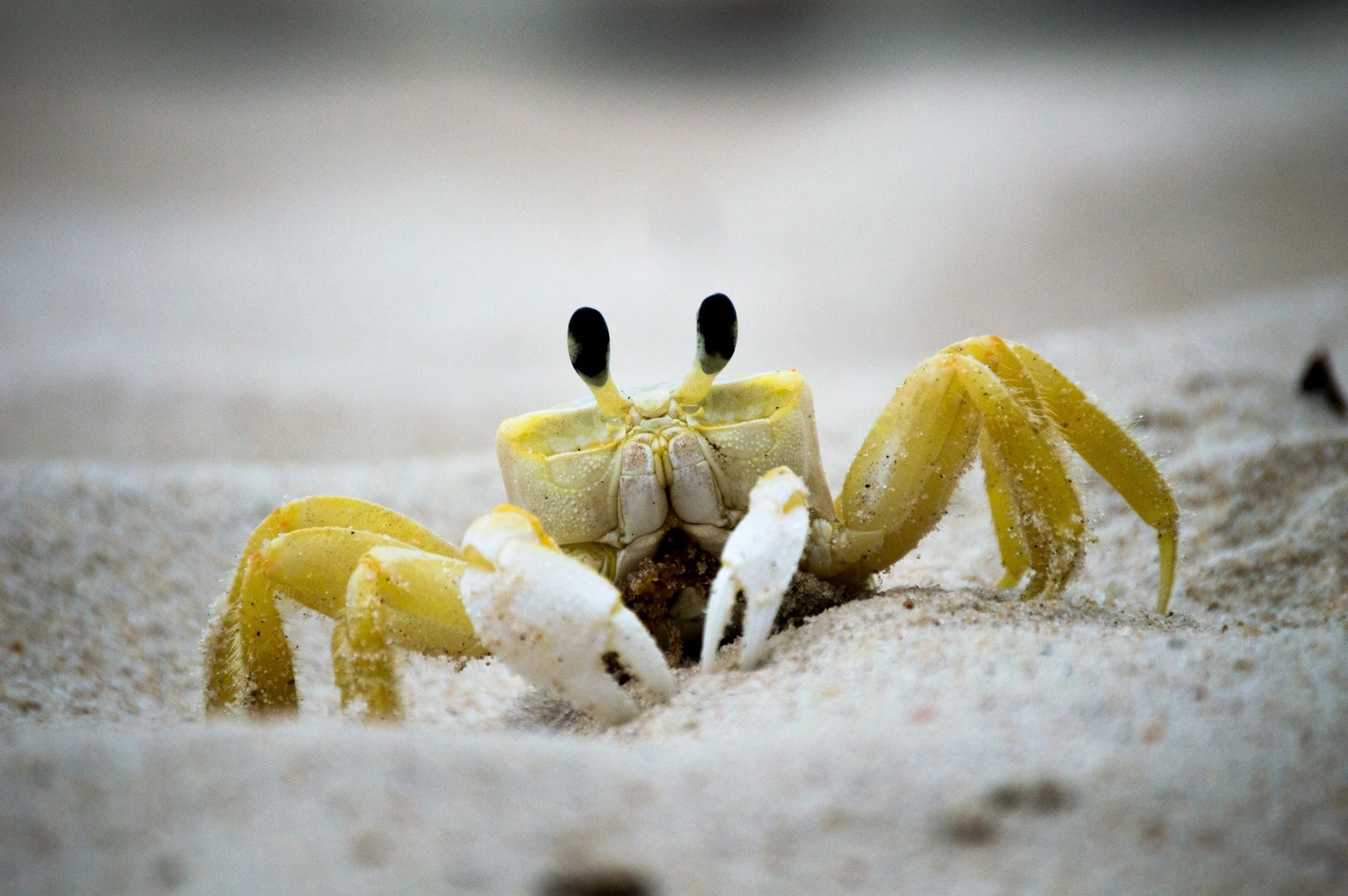 Close-up of a small, pale yellow crab with large black eyes on a sandy surface.