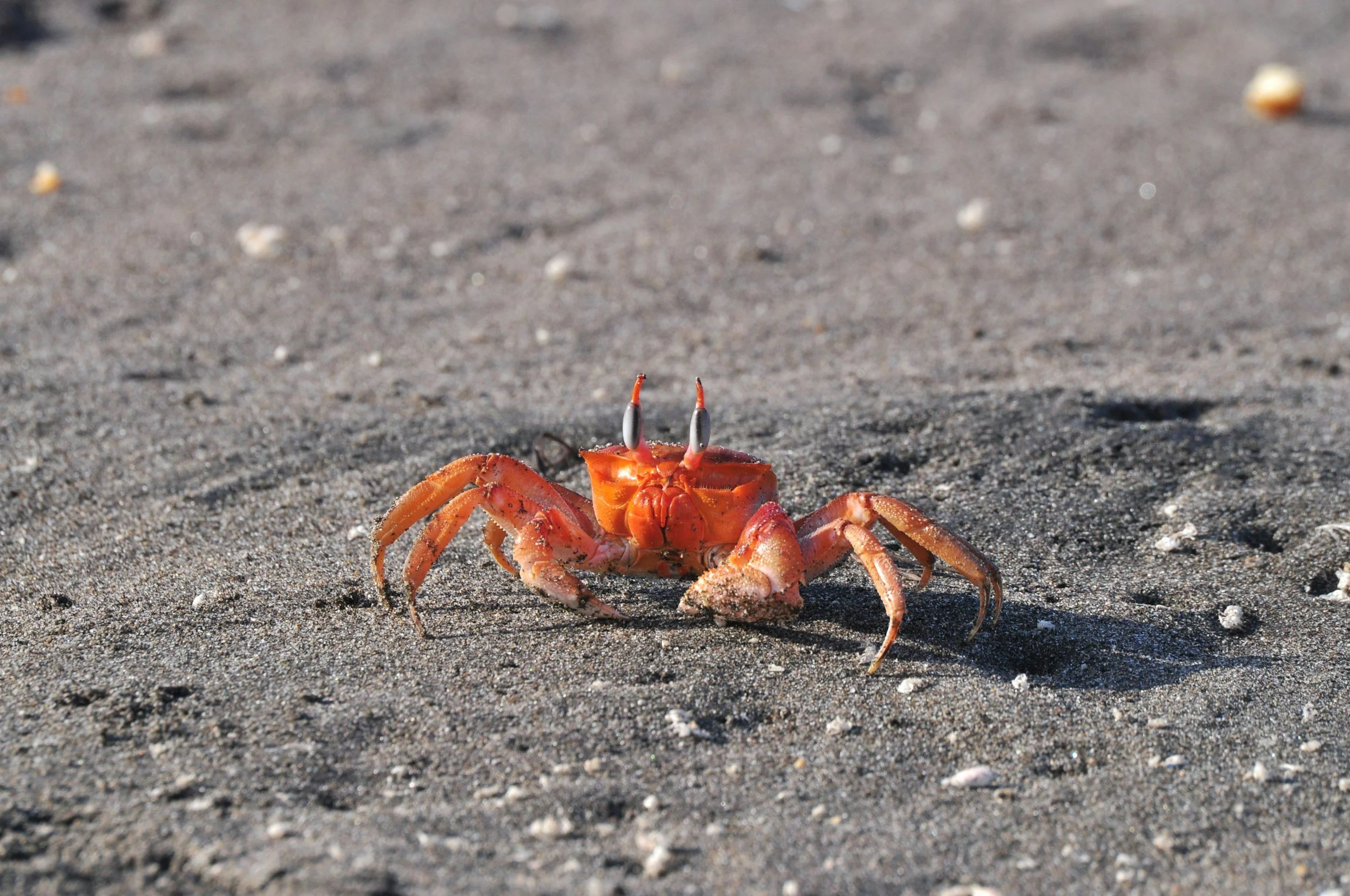A small orange crab on sandy beach with small shells and debris.