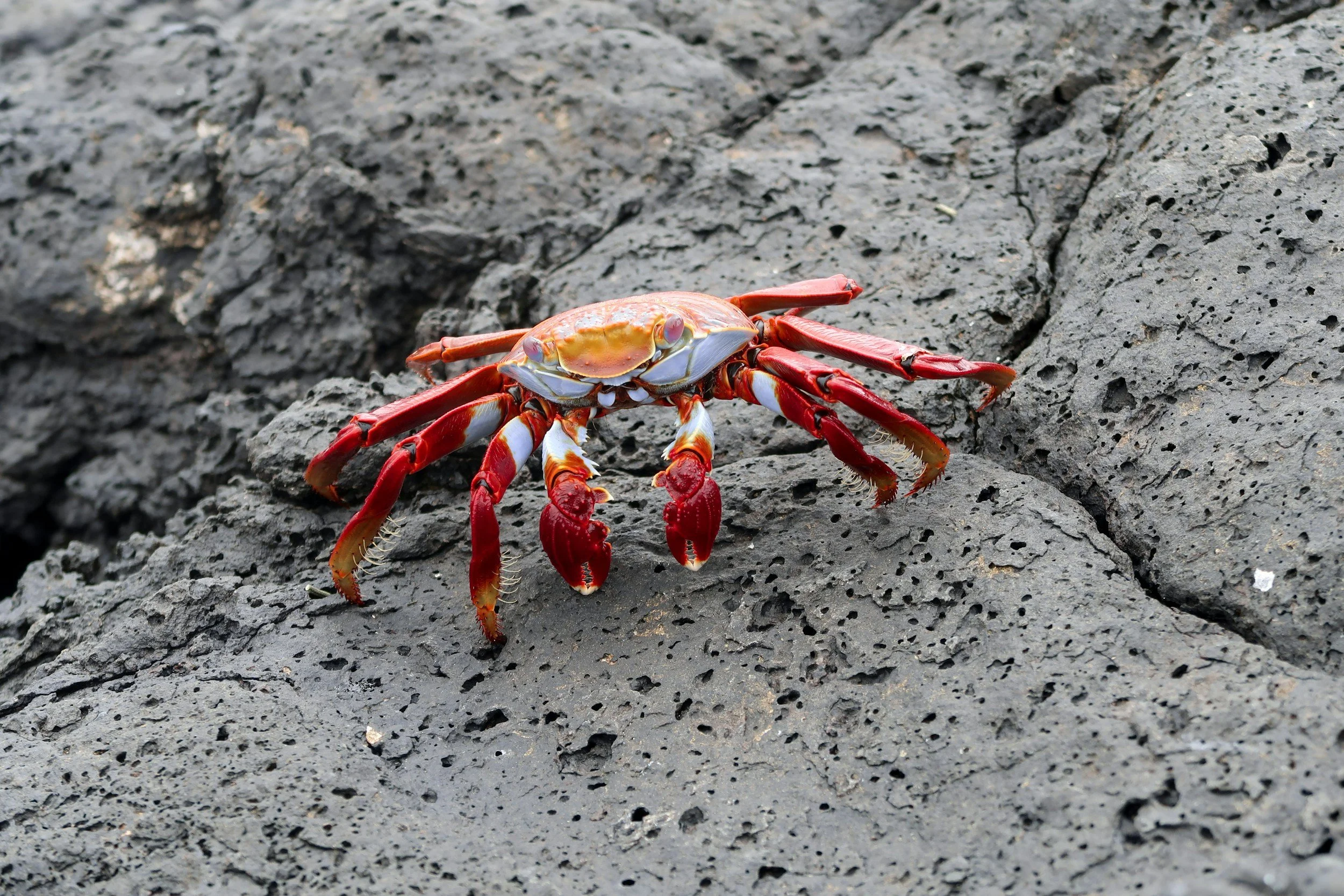 Close-up of a red crab on gray volcanic rock.
