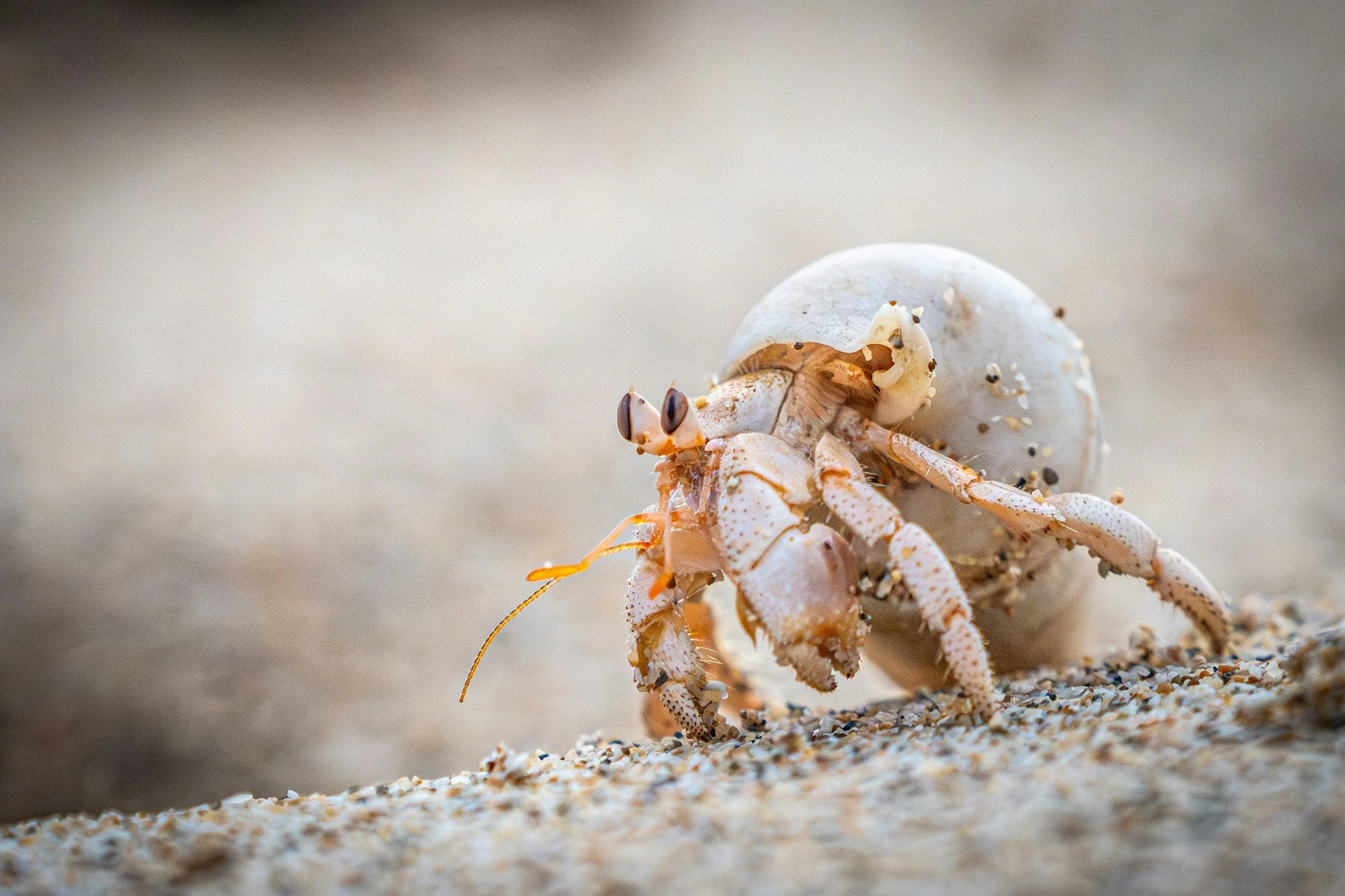 Close-up of a small crab on sandy beach carrying a seashell.