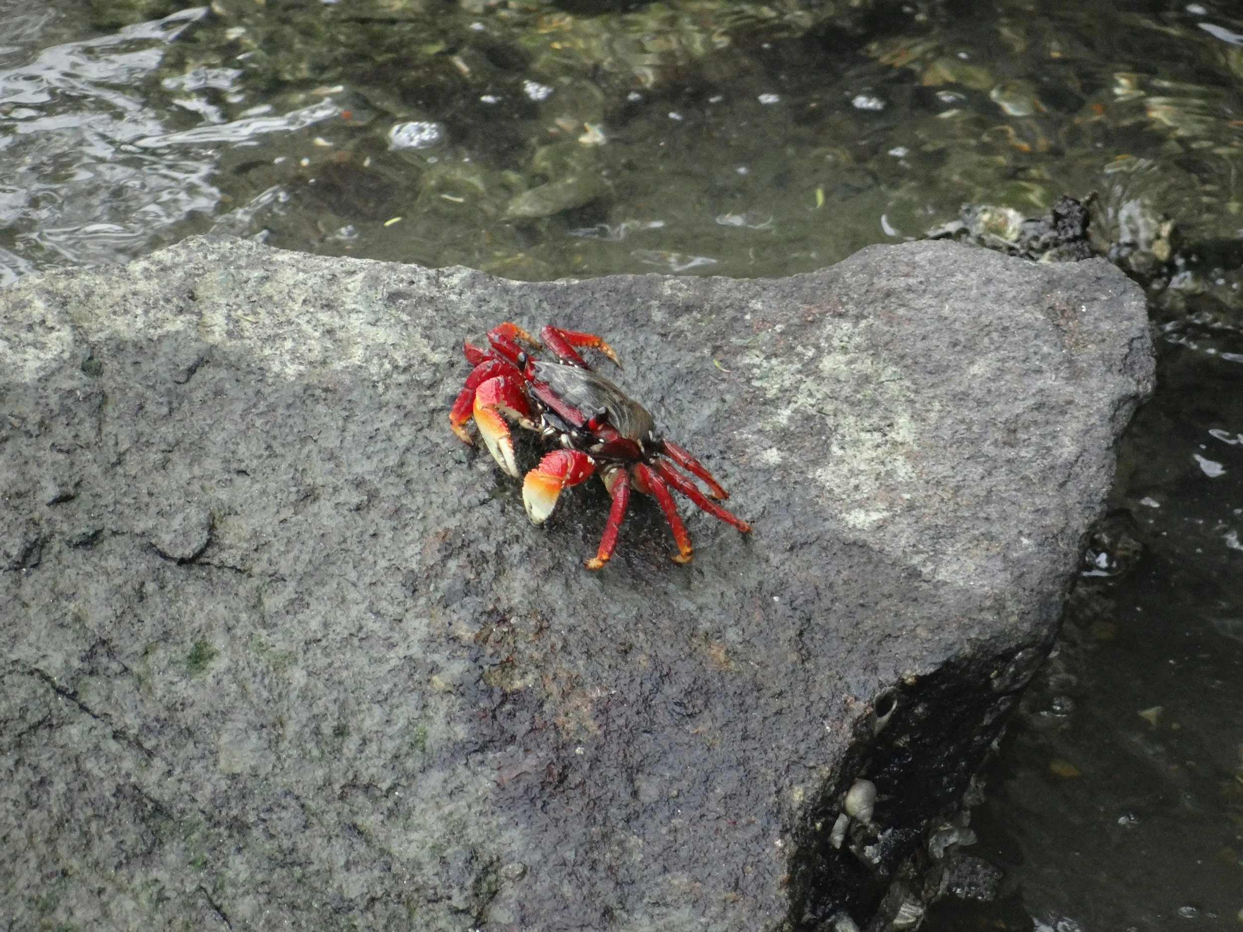 A red crab on a large gray rock at the edge of a body of water.