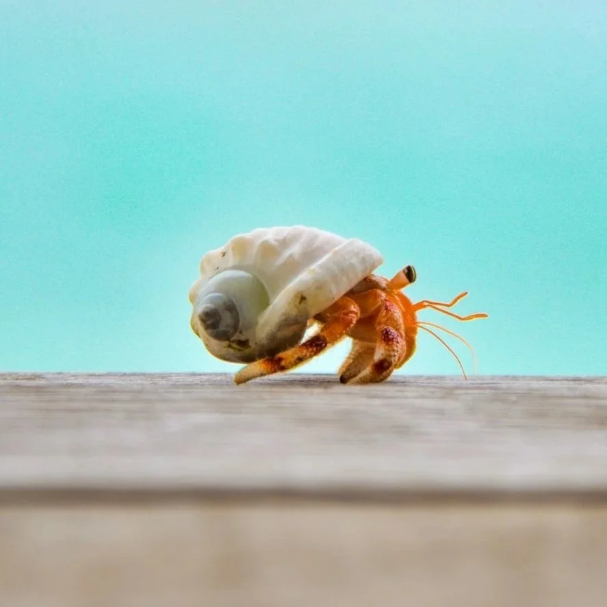A tiny crab carrying a seashell on its back on a wooden surface with a light blue background.