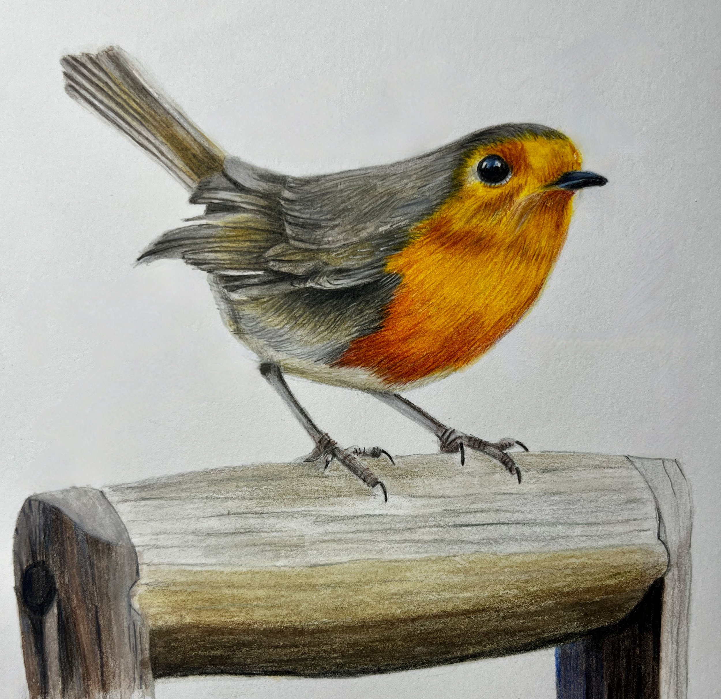 English Robin 12” x 12” Colored Pencil.jpeg