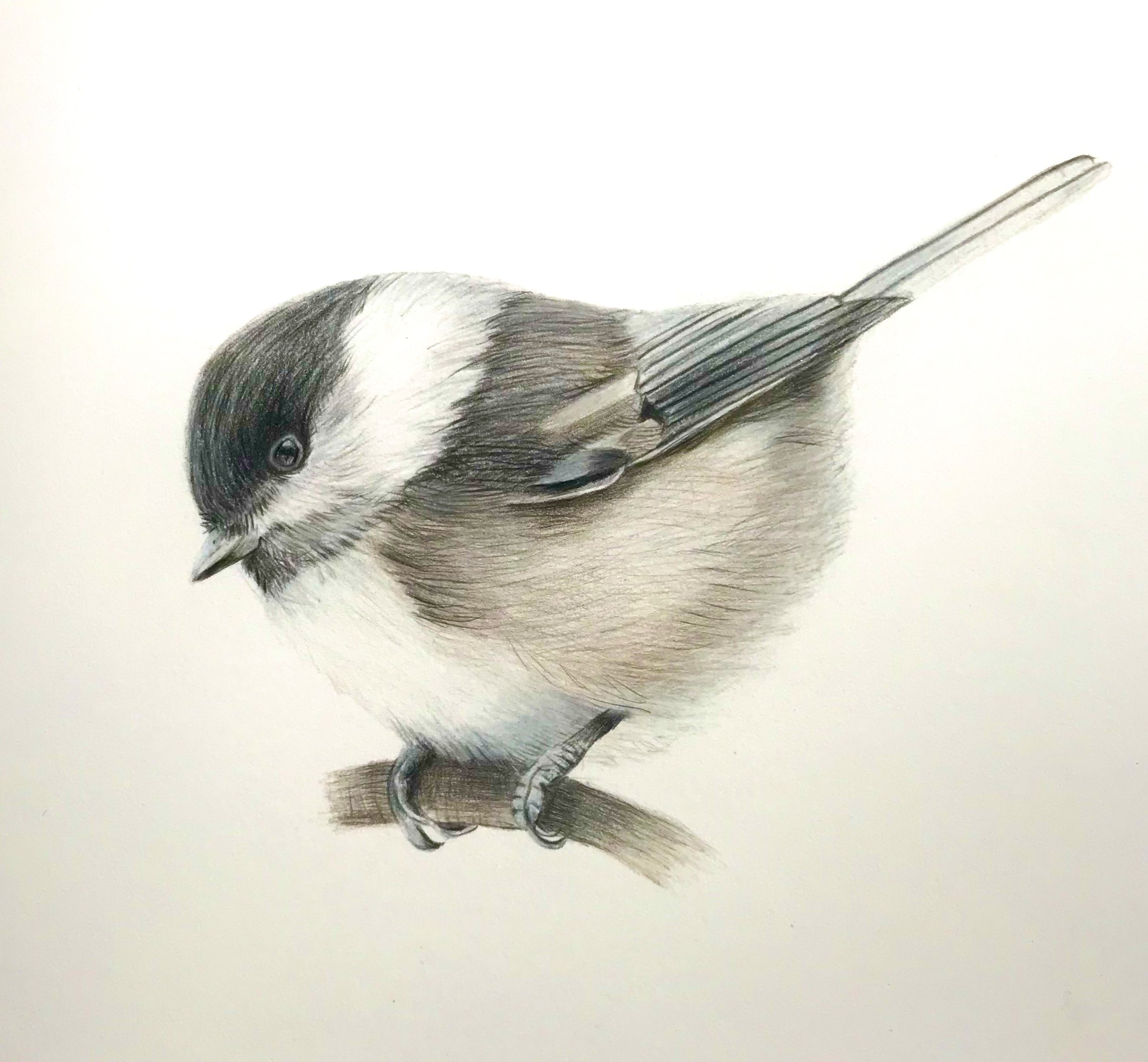 Chickadee 12” x 12” Colored Pencil.jpeg