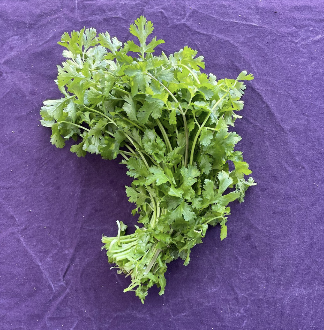 Cilantro/Coriander