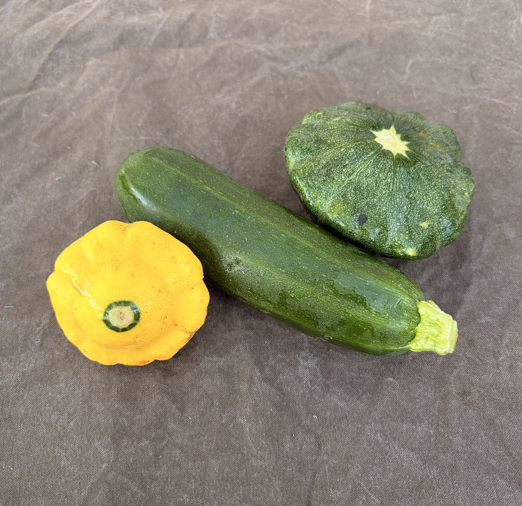 Summer Squash