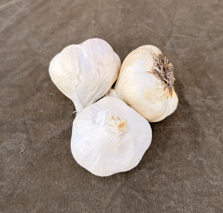 Garlic