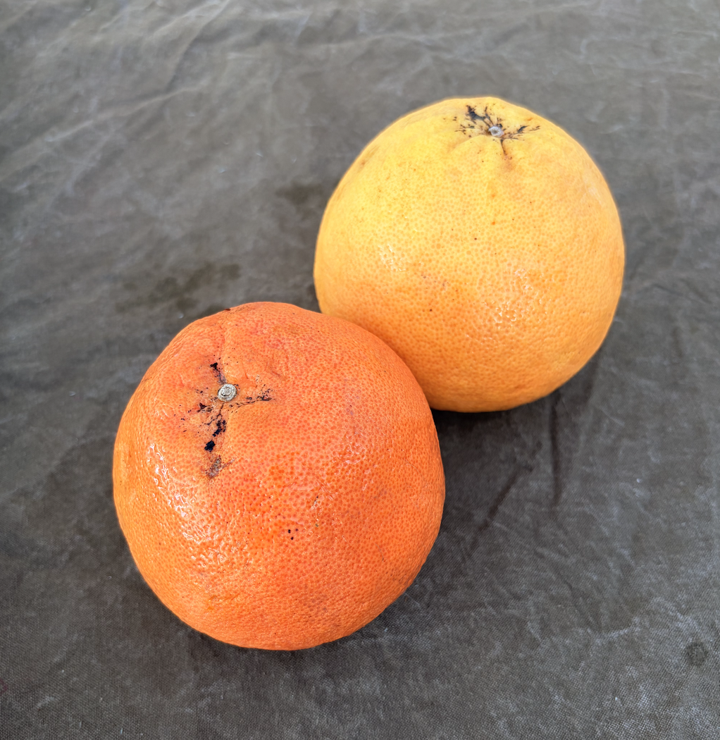 Grapefruit