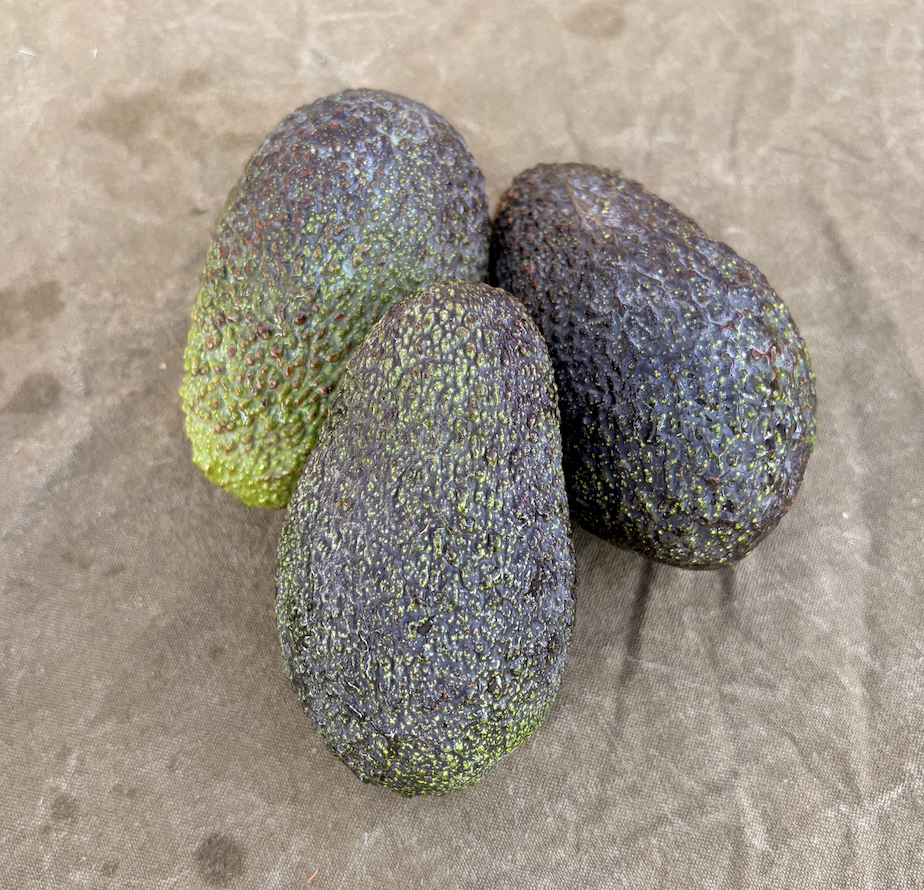 Avocado