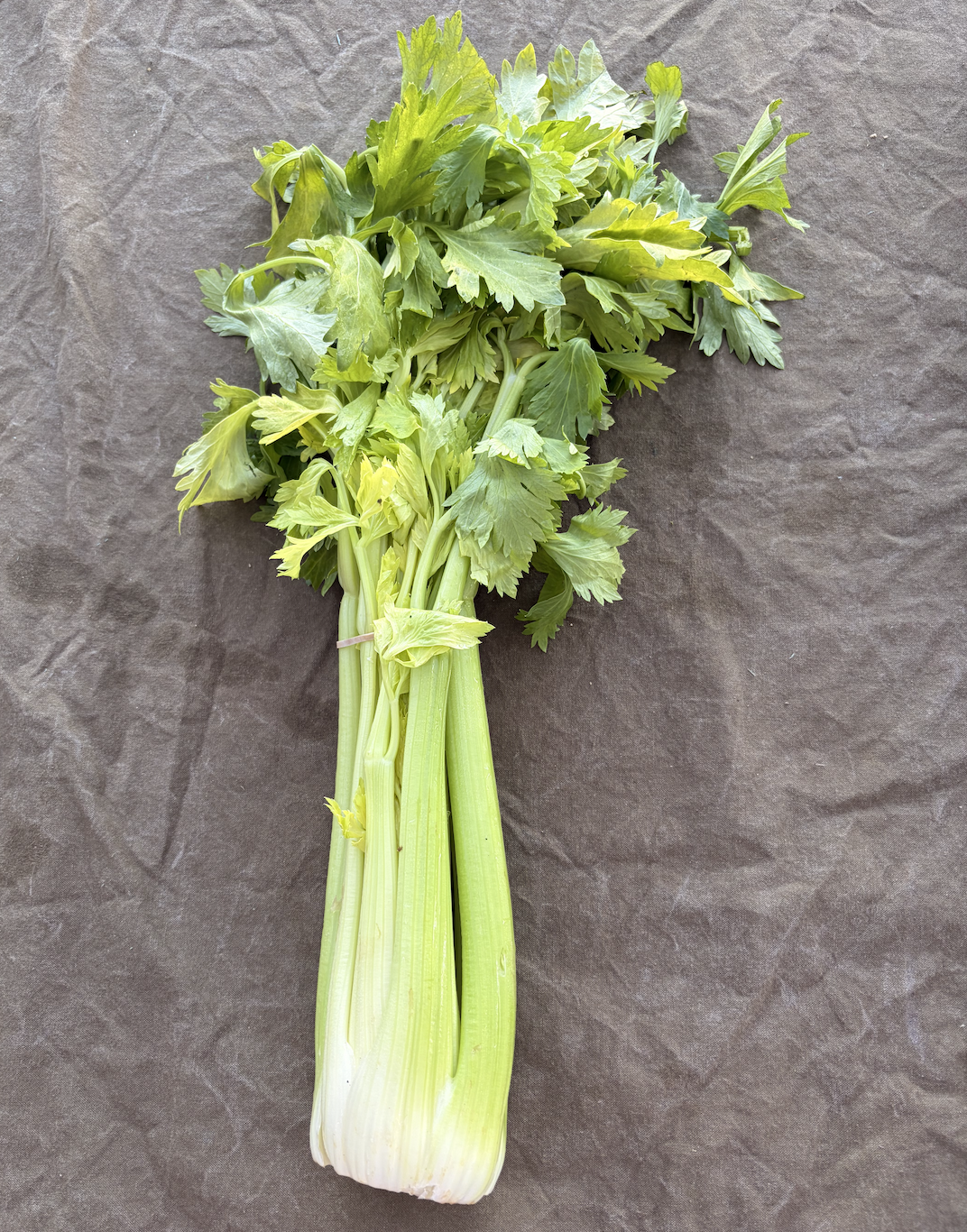 Celery