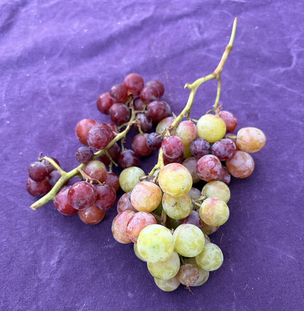 Grapes