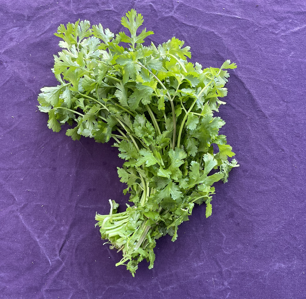 Photo of a cilantro bunch on a purple table.