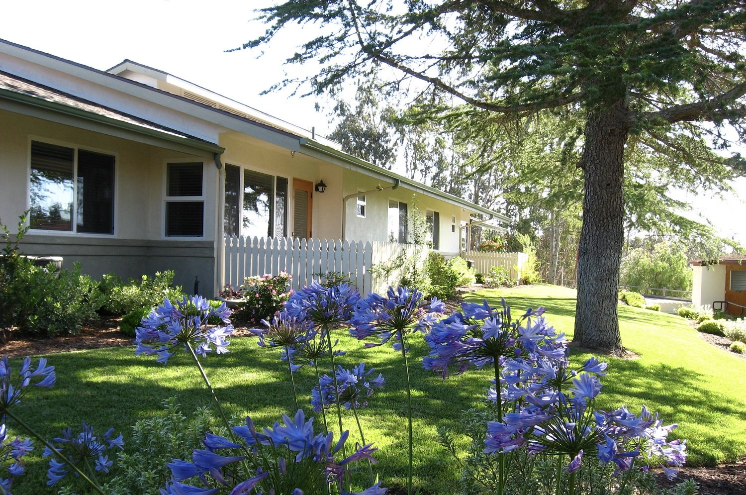 Suburban house with white picket fence, garden with purple flowers and green lawn, tall tree in foreground.