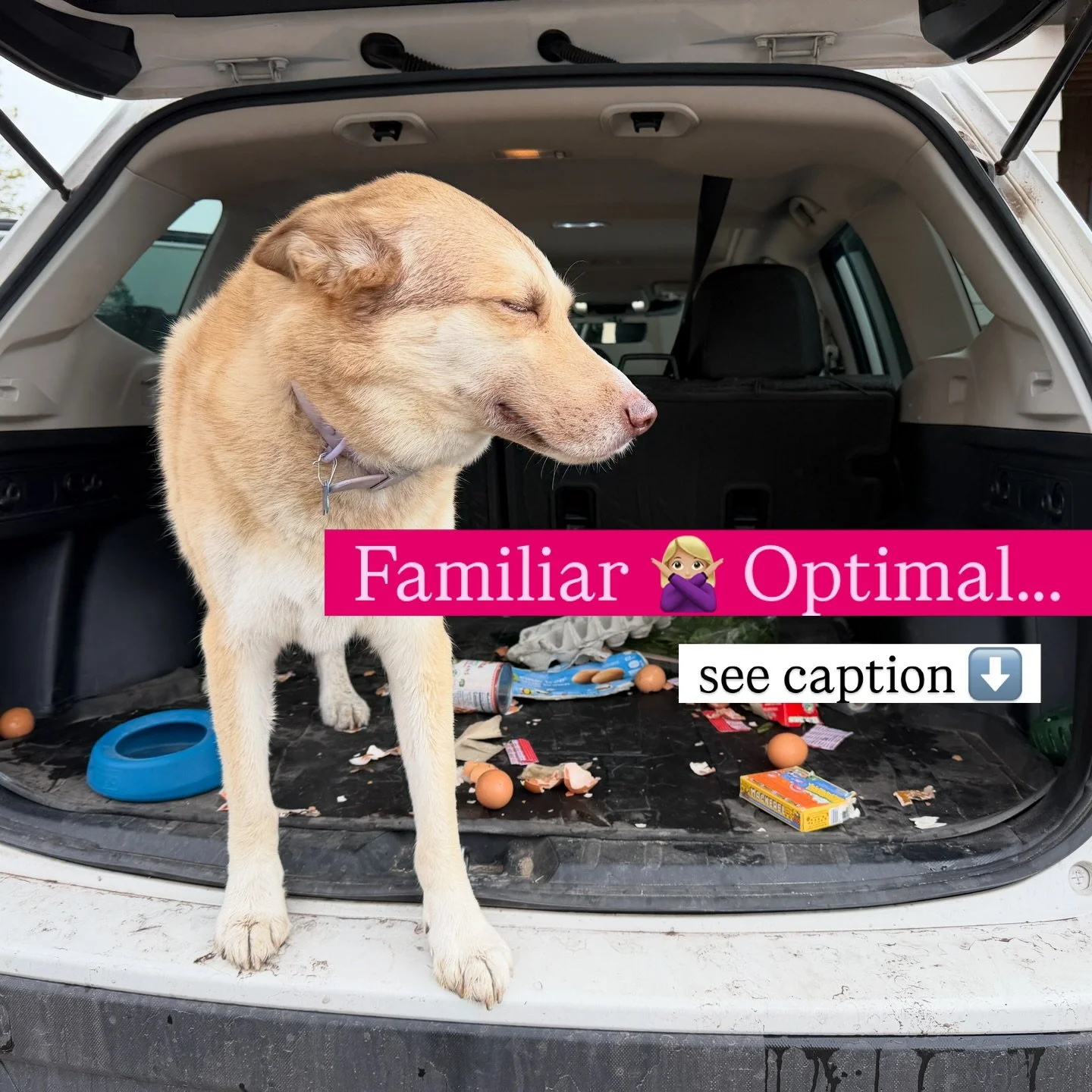 This is Bija after eating a bag of groceries. No regrets. Zero reflection. Just vibes.

Honestly? Same energy as most of us in careers we&rsquo;ve outgrown.

Not because we&rsquo;re lazy. Because our brains are wired to stay exactly where it&rsquo;s 