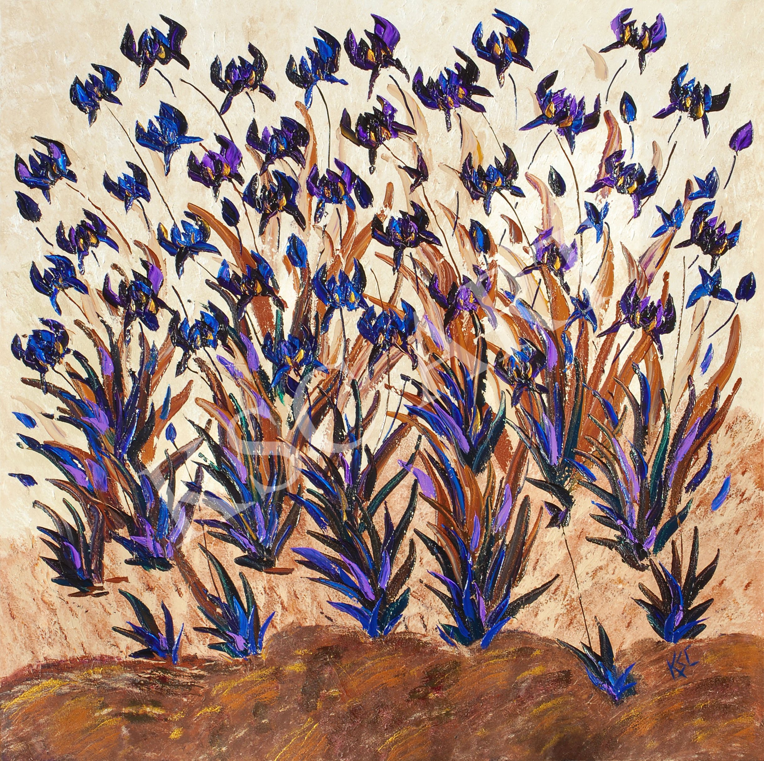 Iris
