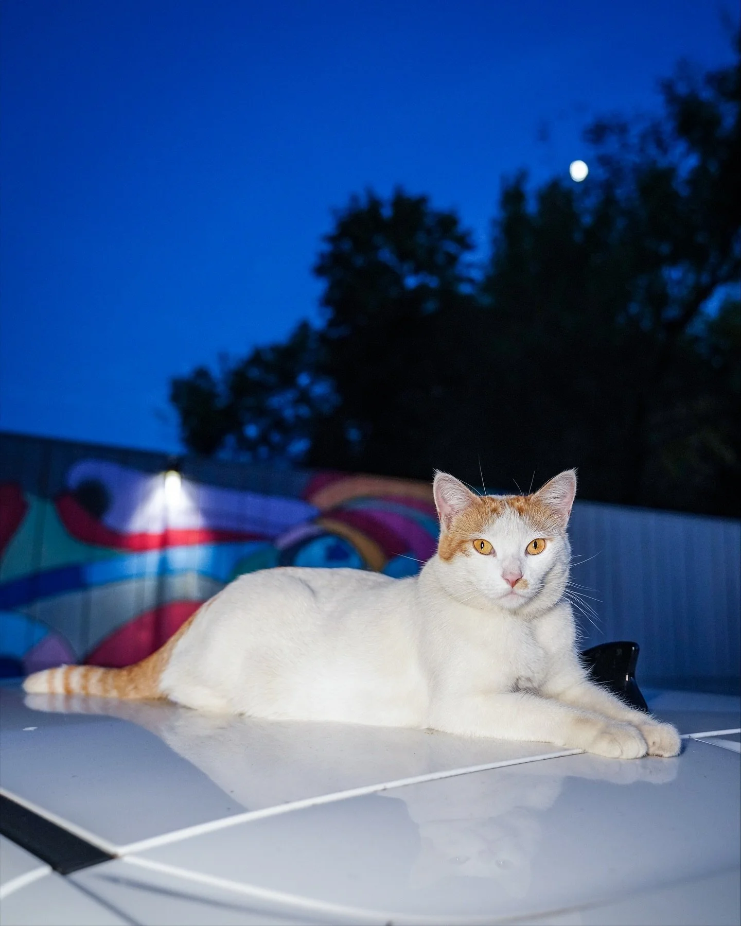 Every day is National Cat Day when you&rsquo;re this iconic. 🐈 Ms. Penny Flops, Queen of The Lounge 👑💗 High Priestess of happy hour naps. 💤✨ #loungecat 

#barcat #inglewoodlounge #eastnashville #mspennyflops #happyhour #karaokenight #cocktailloun