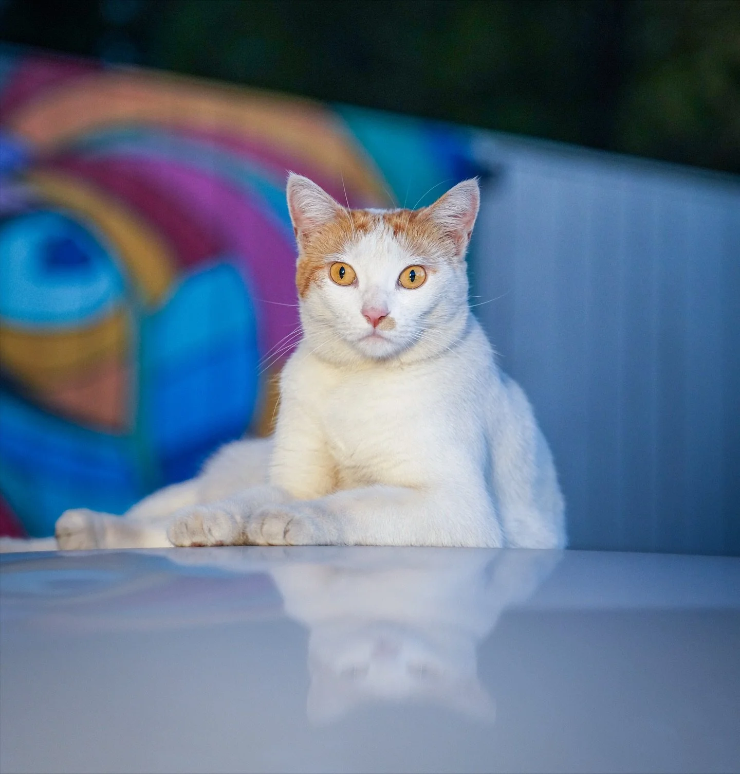 Penny lately : unbothered, adored, iconic. 😻 We sure love our lounge cat. 💗 And no, we&rsquo;re still not over Shelly&rsquo;s Halloween costume. 🐈✨ #mspennyflops

#inglewoodlounge #loungecat #penny #eastnashville #imgelwood #neigborhoodbar #neighb