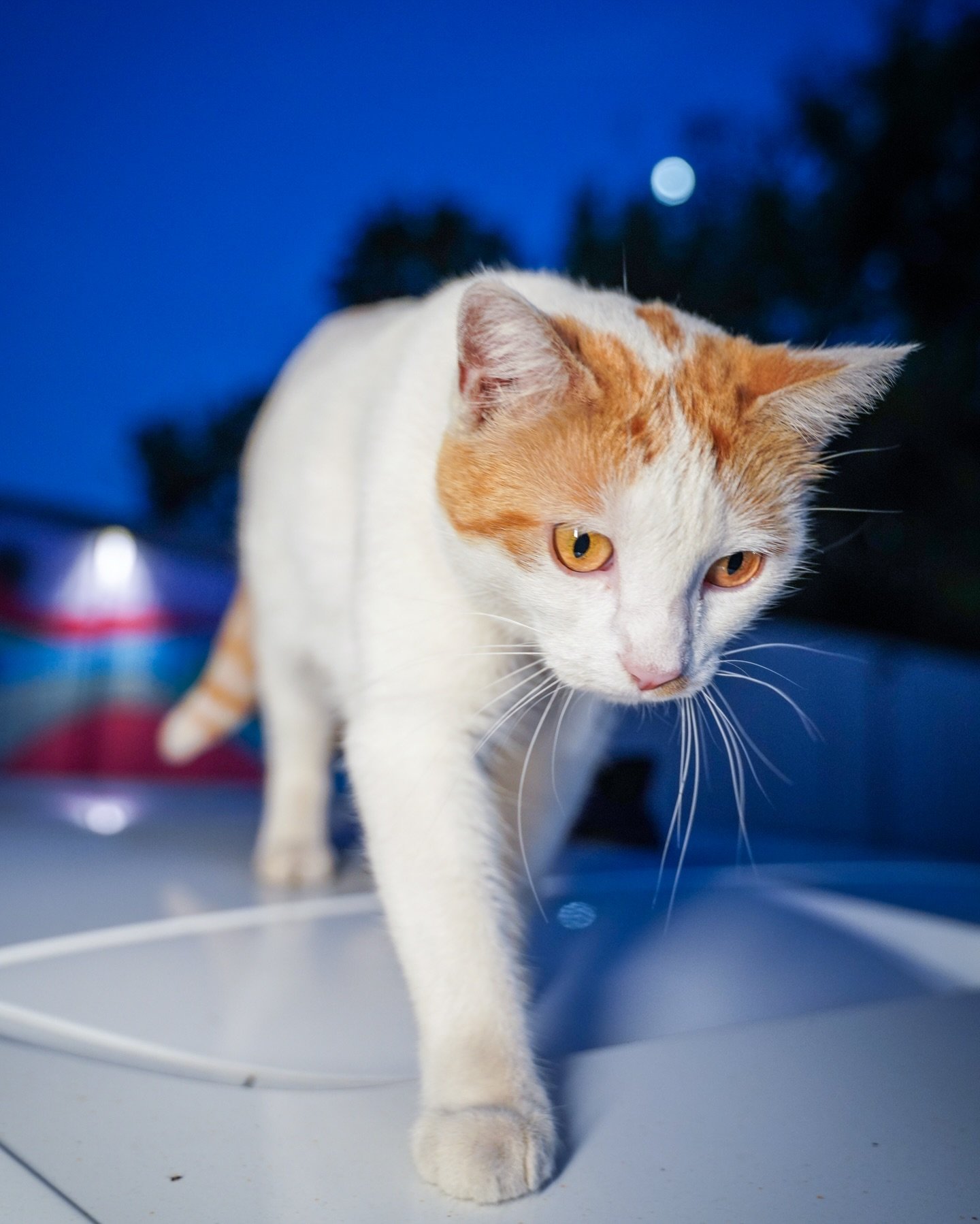 PENNY said she&rsquo;s the centerpiece. She is ambiance. She&rsquo;s the moment. 🐈💗👑 She does the most around here. And we love that for her. 💫

#mspennyflops #inglewoodlounge #barcat