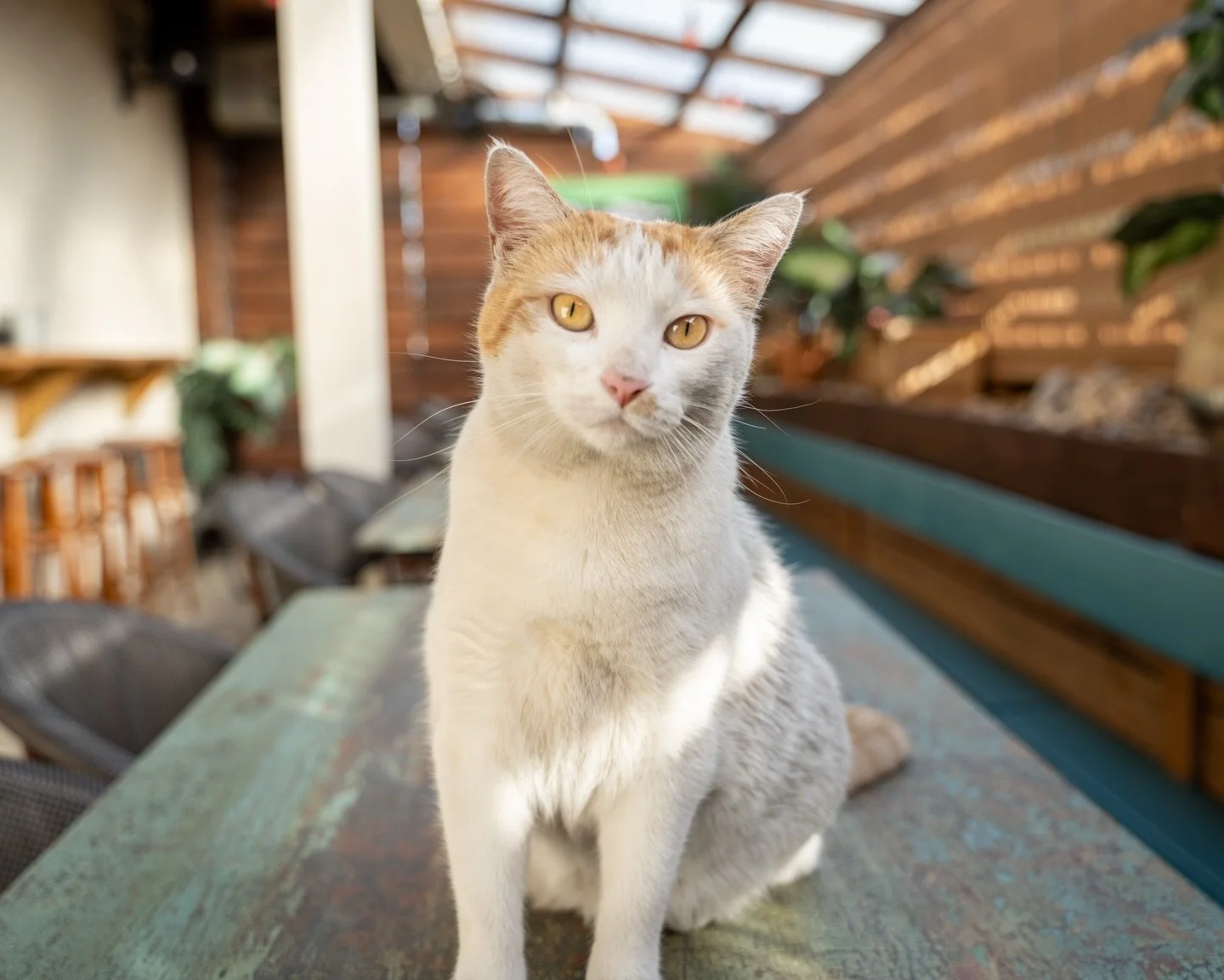 Penny can&rsquo;t wait to see you this weekend. 💗🐈✨ FRIDAY : 5PM-2AM ; SAT &amp; SUN : 11AM-2AM

#inglewoodlounge #eastnashville #barcat #mspennyflops #loungecat