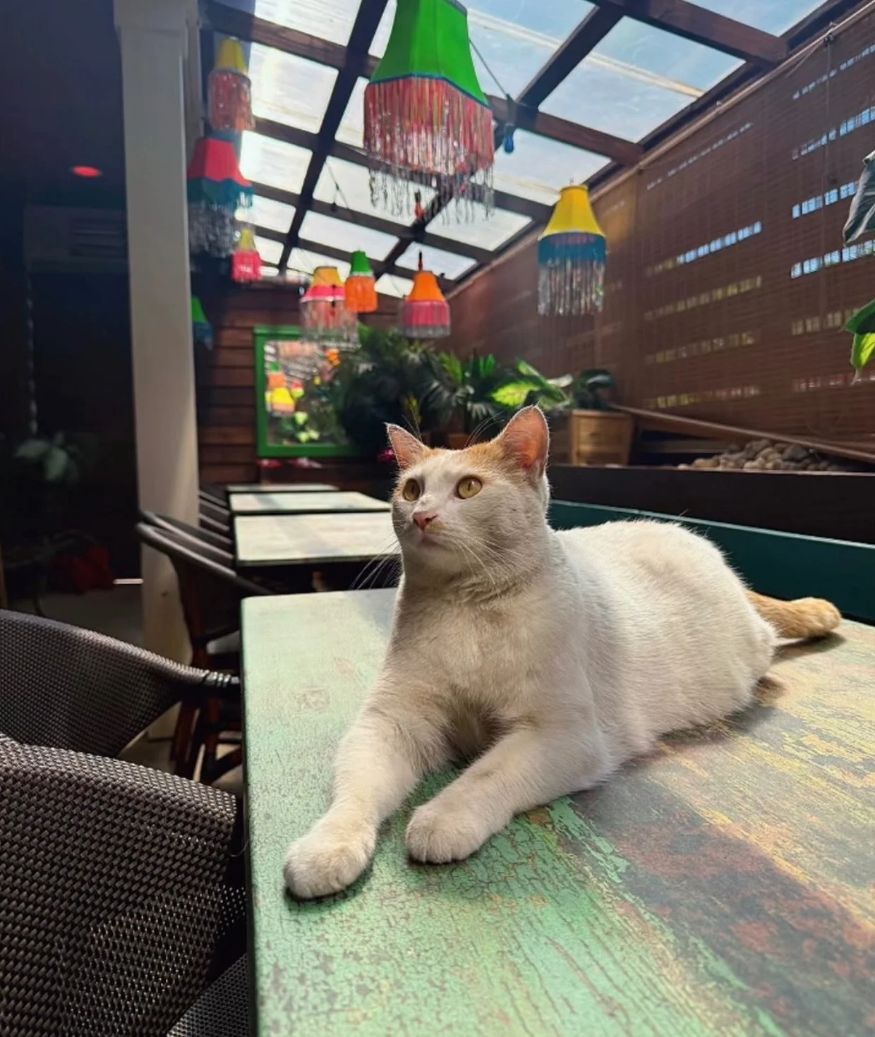 Penny&rsquo;s 1st Block Party was a huge success! She really knows how to throw a party.💗🐈✨ Thanks to everyone for showing up &amp; showing love on 4/11! Y&rsquo;all made it unforgettable. 🫶 #pennyfromtheblock 

#inglewoodlounge #mspennyflops #blo