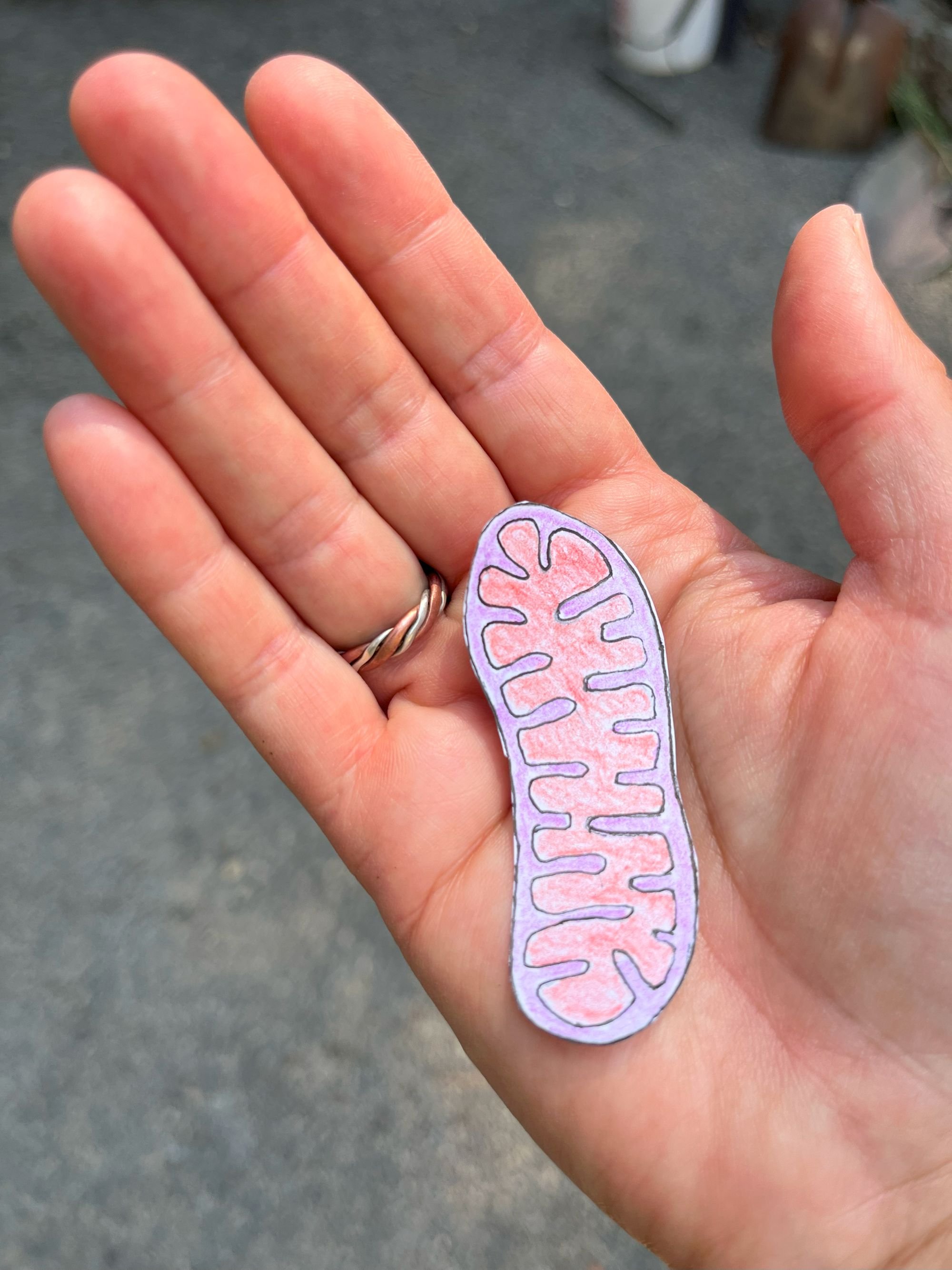What’s New With Mitochondria?
