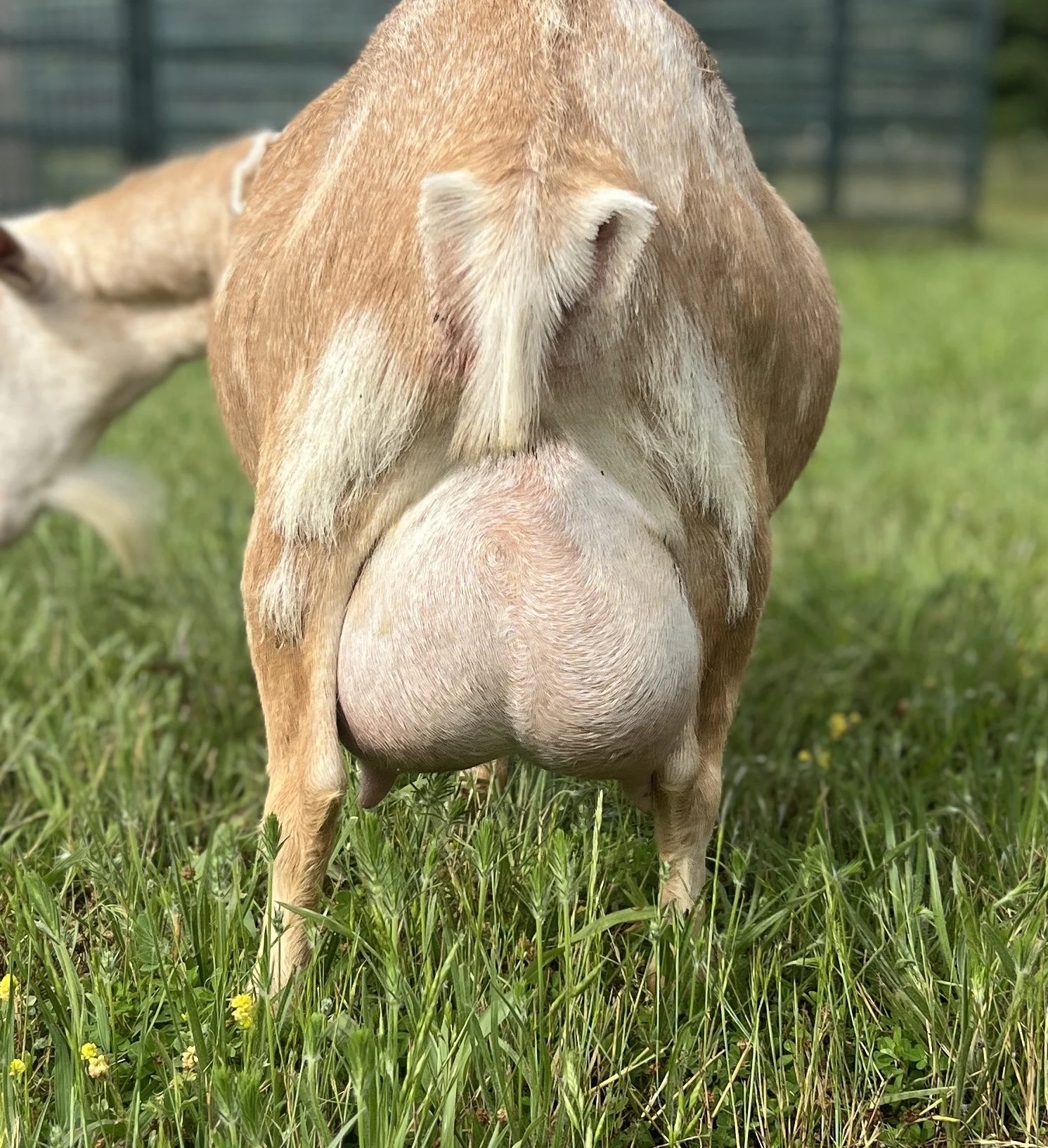 Mayback Udder.jpg