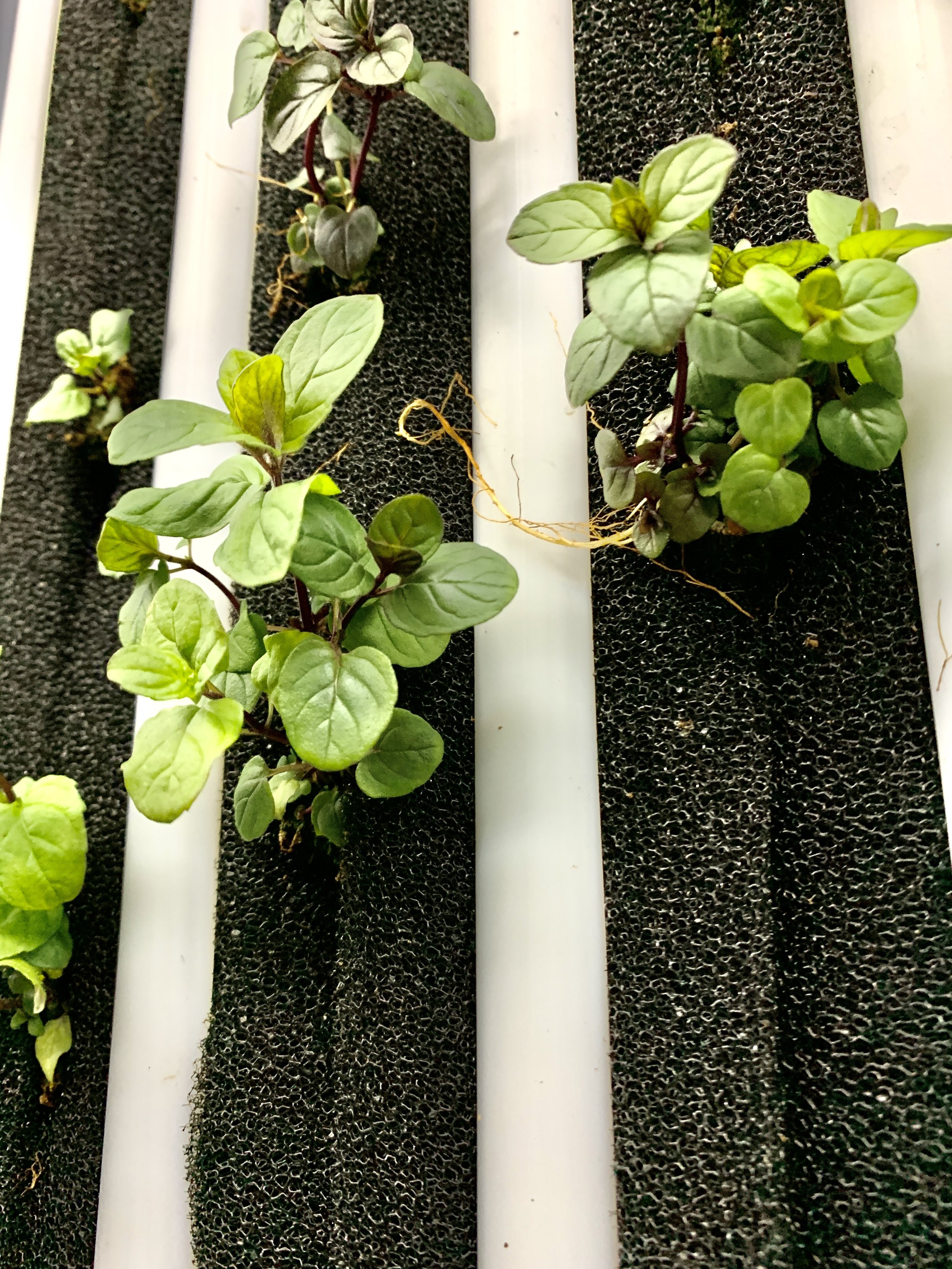 Close-up of green mint plants growing on a vertical garden with white pipes and black textured background.
