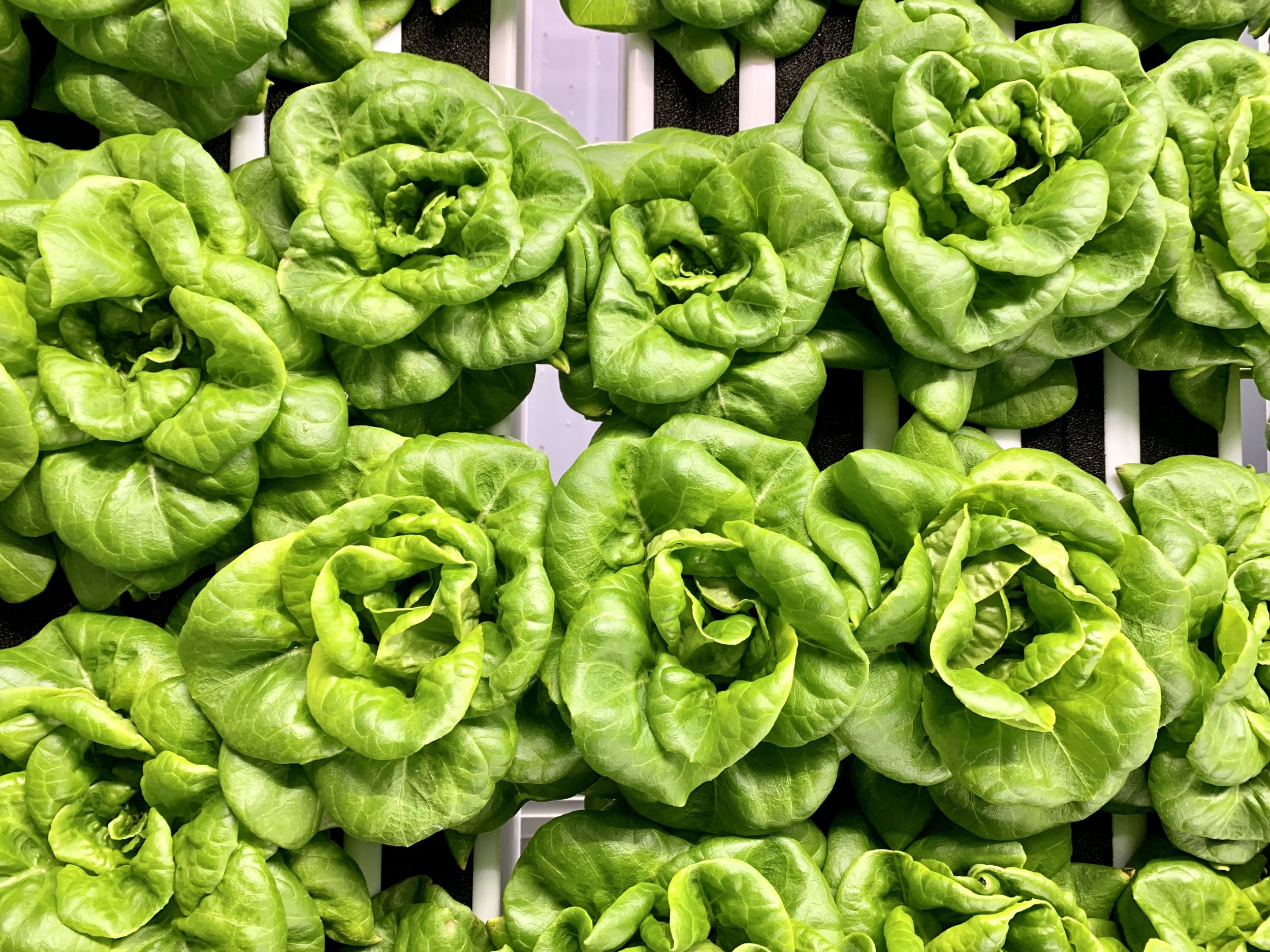 Close-up of fresh, green butter lettuce heads arranged on a black and white display.