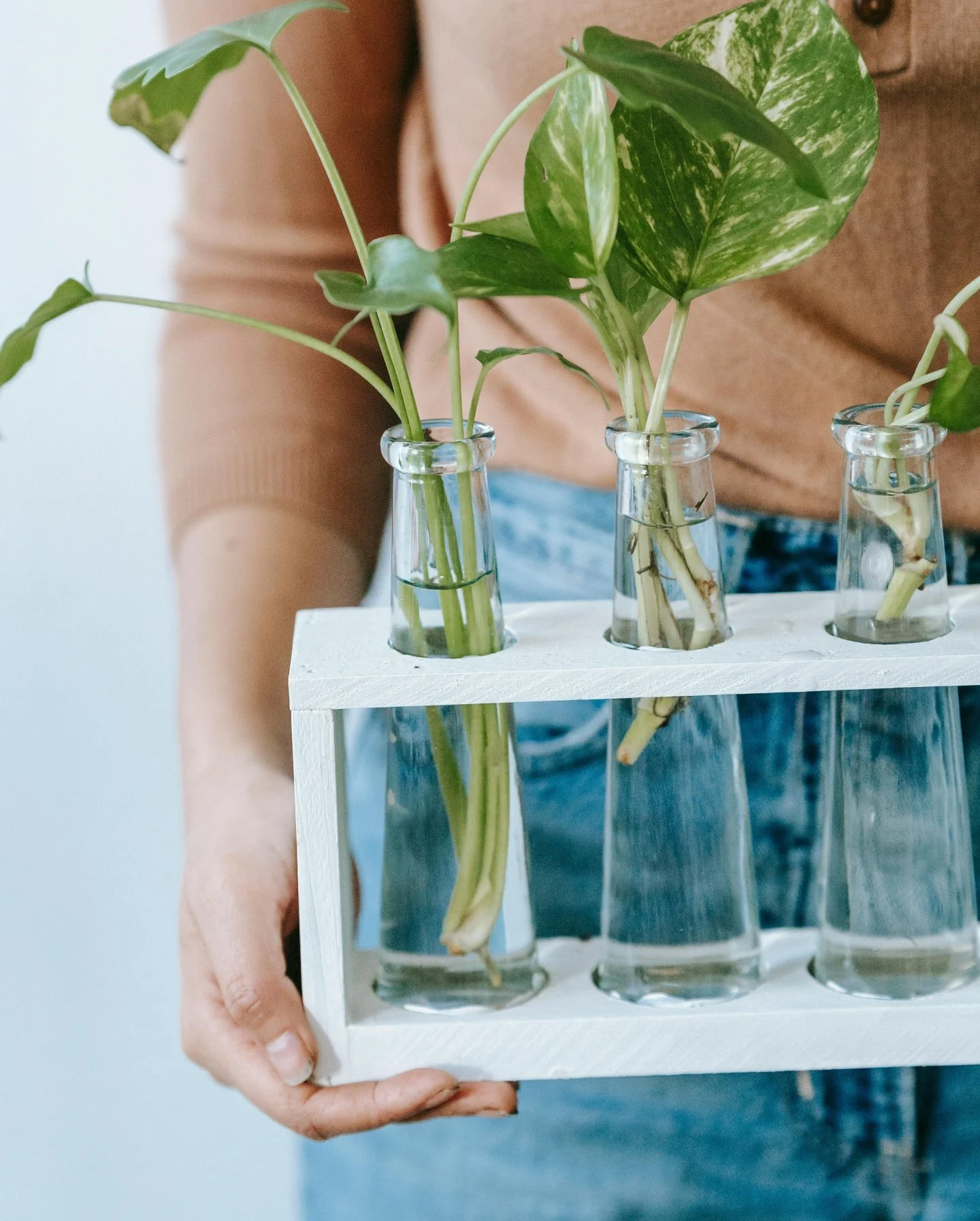 Most people only want to see the "bloom," but the real alchemy happens in the quiet, slow days of propagation.

🌱 In my office, I&rsquo;m surrounded by glass jars and green shoots, a constant reminder that growth isn't always linear. Somet