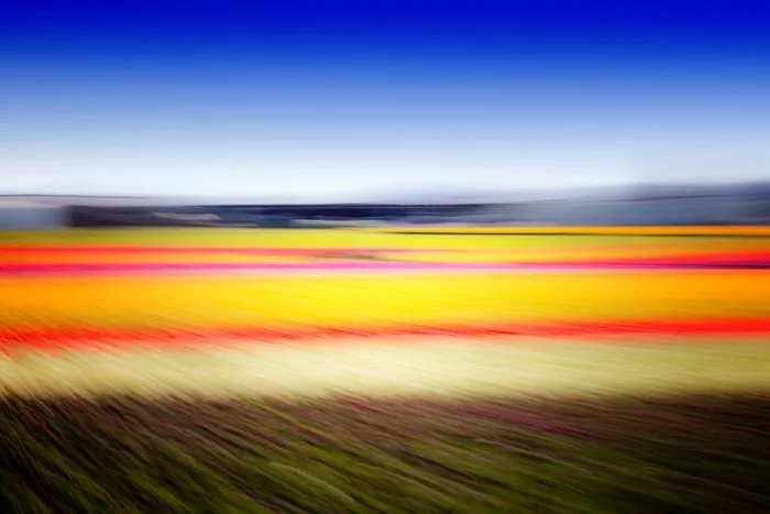 Skagit Palette: Color + Motion, Abstract Tulip-Field Photography