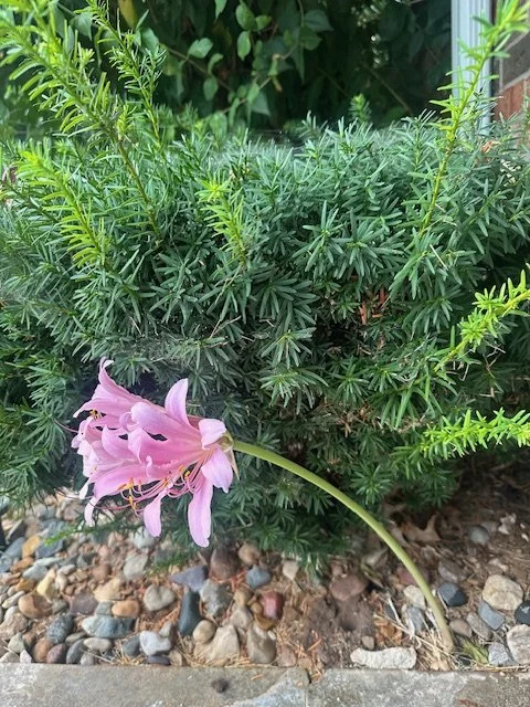 Flower.jpeg