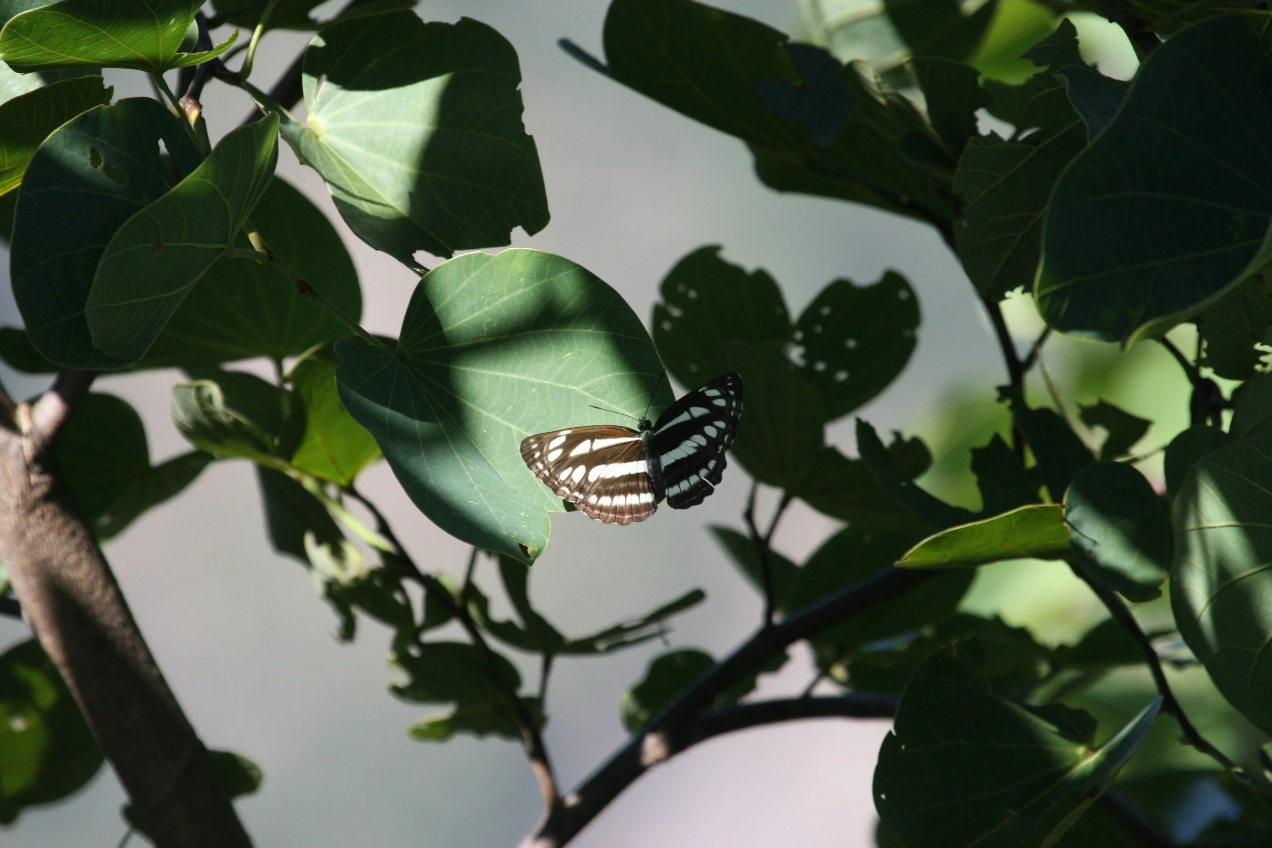 A butterfly with black and white wings perched on a green leaf amidst dense foliage, some leaves with holes and shadows cast on them.