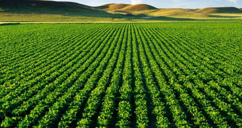 Agriculture