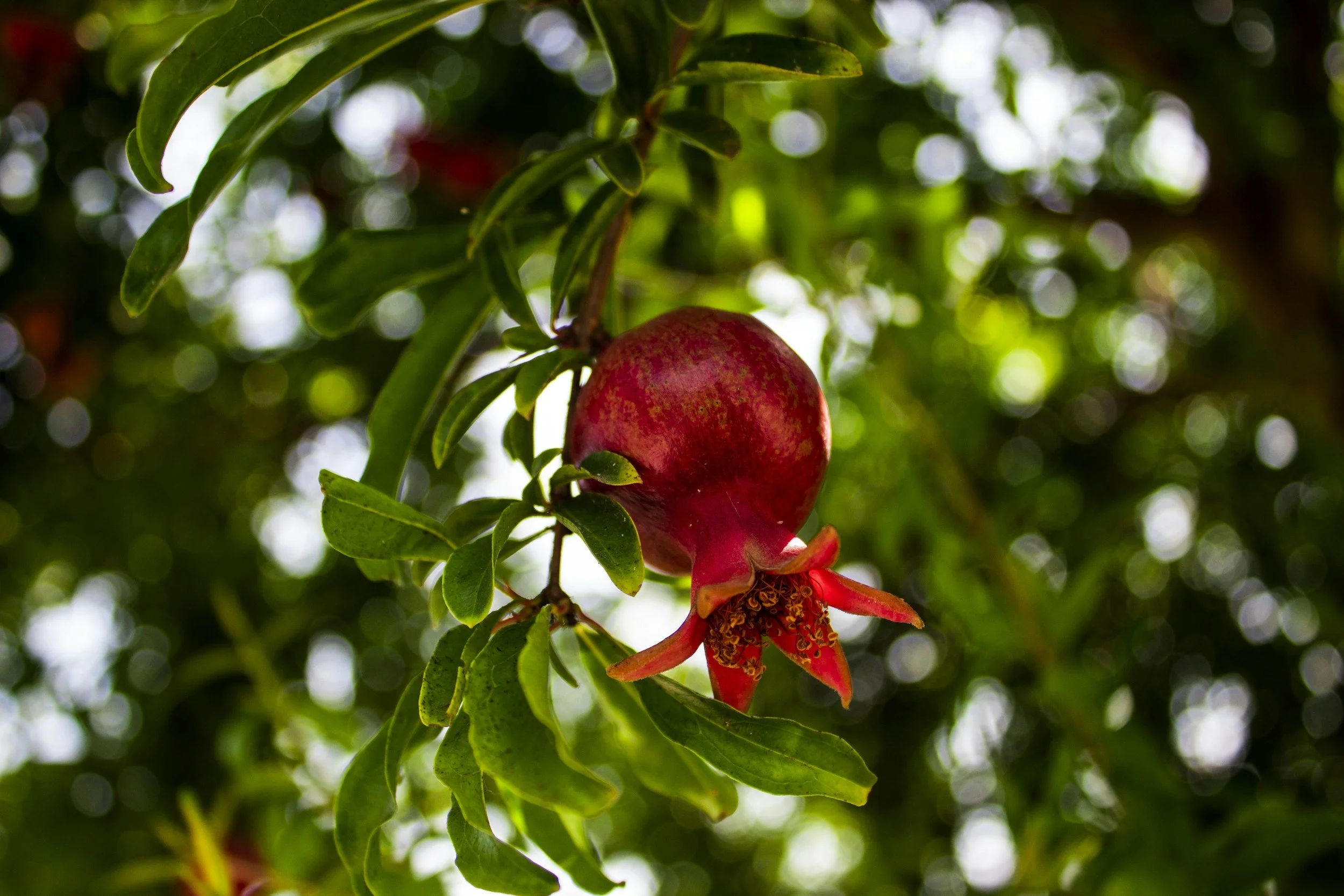 Fall Is Coming: Seasonal Foods to Look Forward To